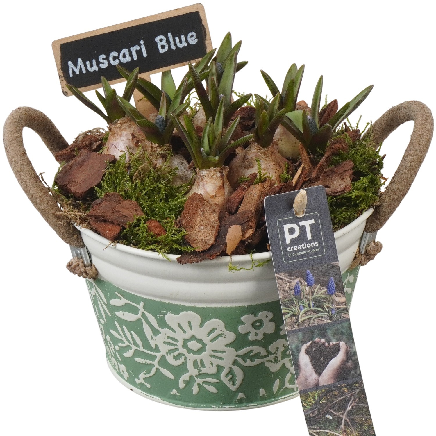 PTMB6154 Arrangement Muscari Blue in zink pot, D 15