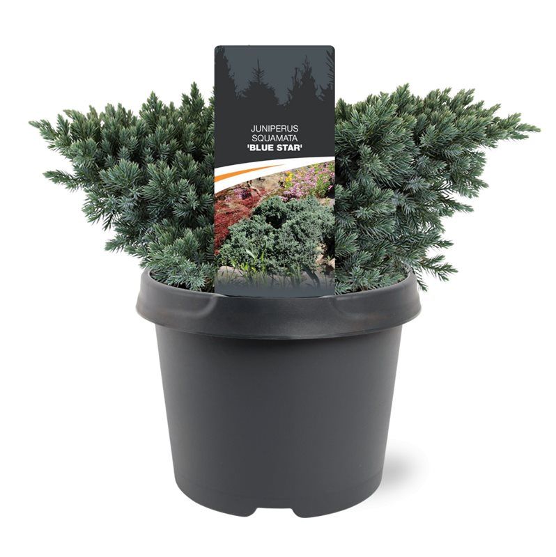 Juniperus squamata 'Blue Star', D 19