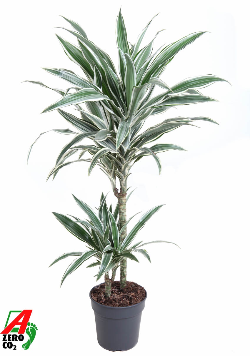 Dracaena White Stripe 45-15, D 19