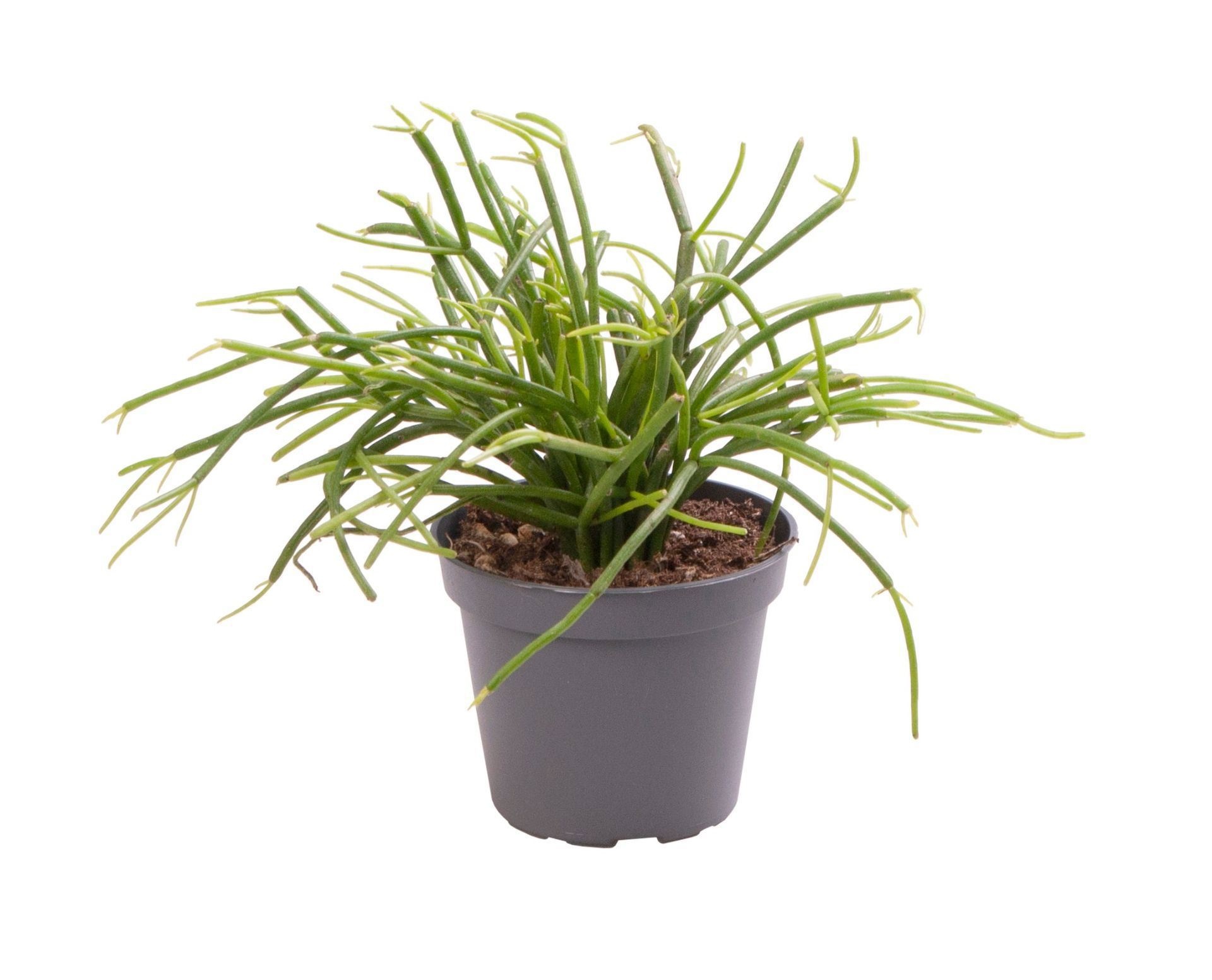 Rhipsalis Cassutha, D 6