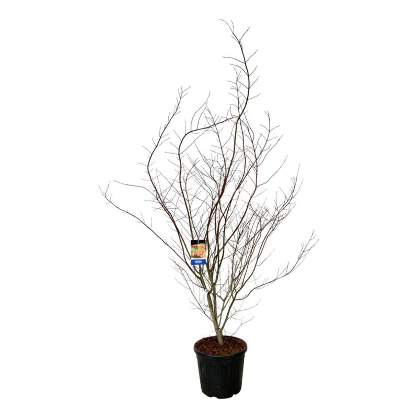 Acer North Wind ®, D 50