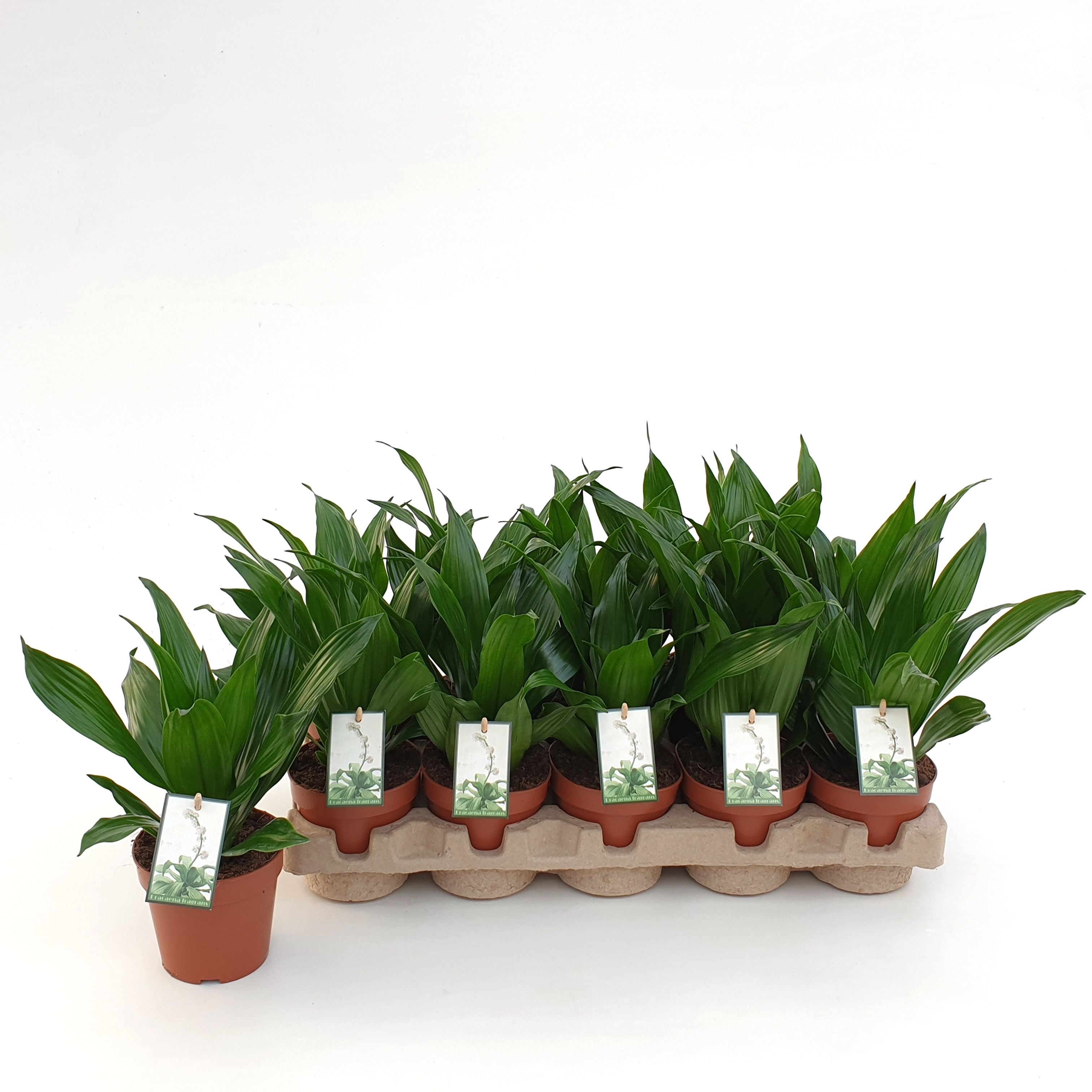 Dracaena Green Jewel in EcoExpert tray, D 12