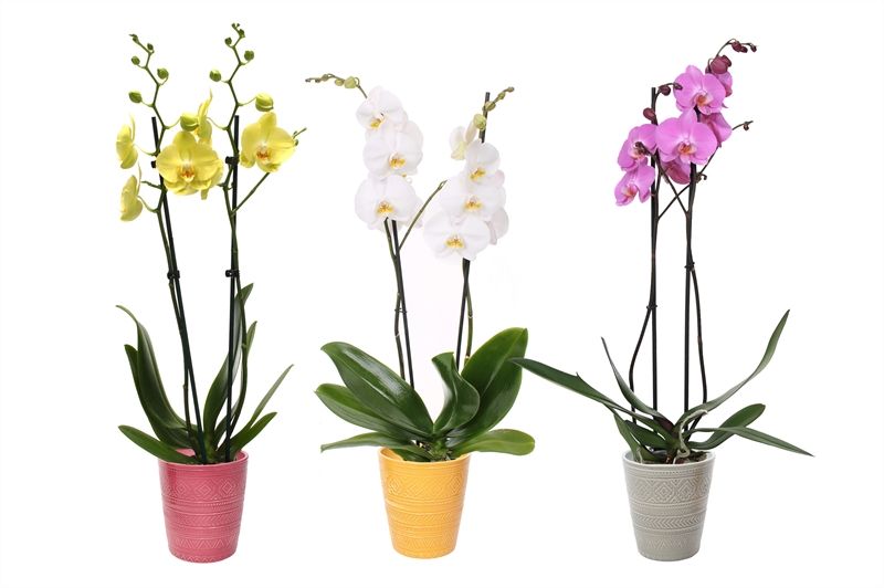 Zoe p12 tribal safari mix Phal mix 2T14+, D 12