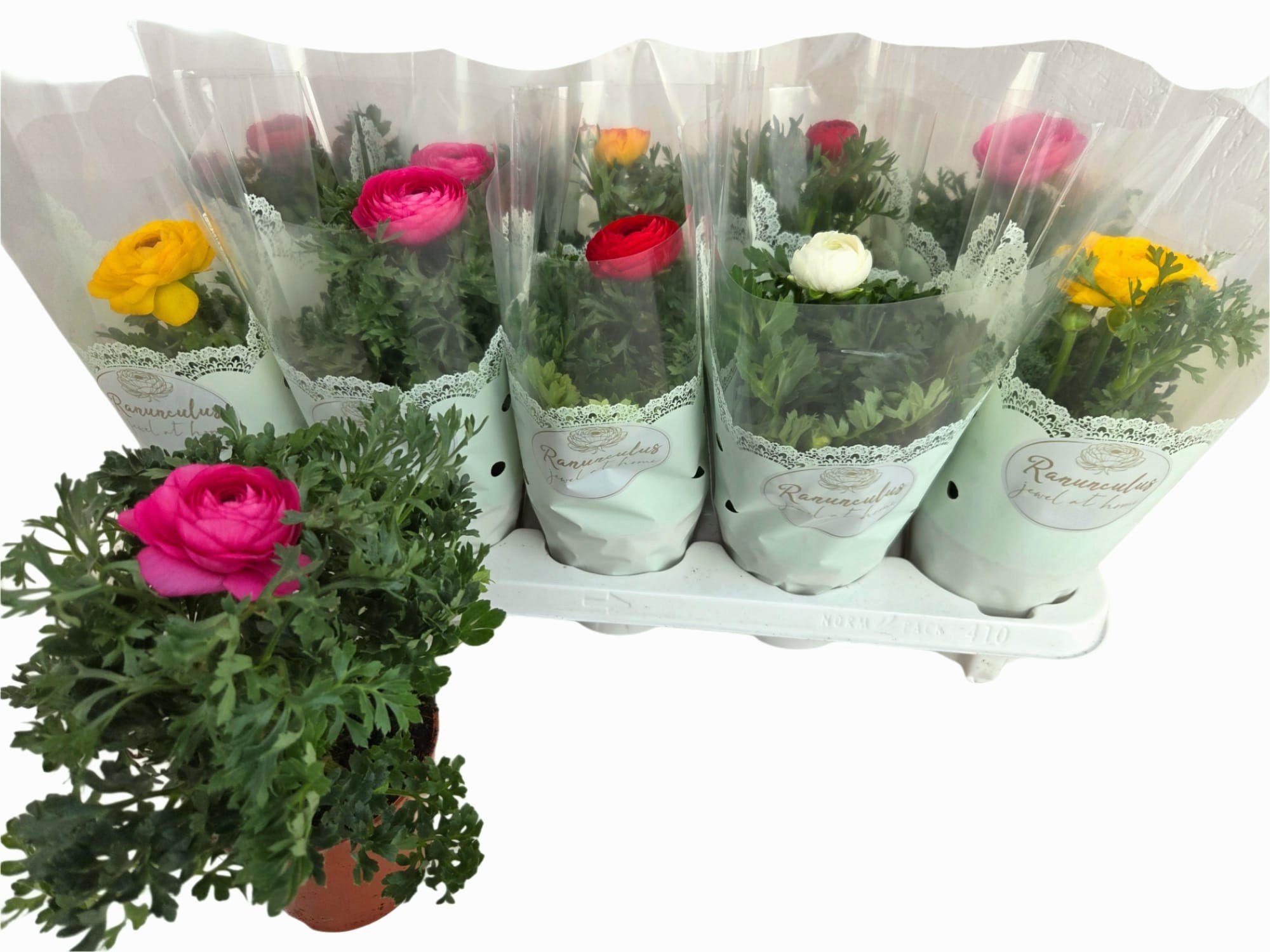 Ranonkel Jewel at home, D 10,5