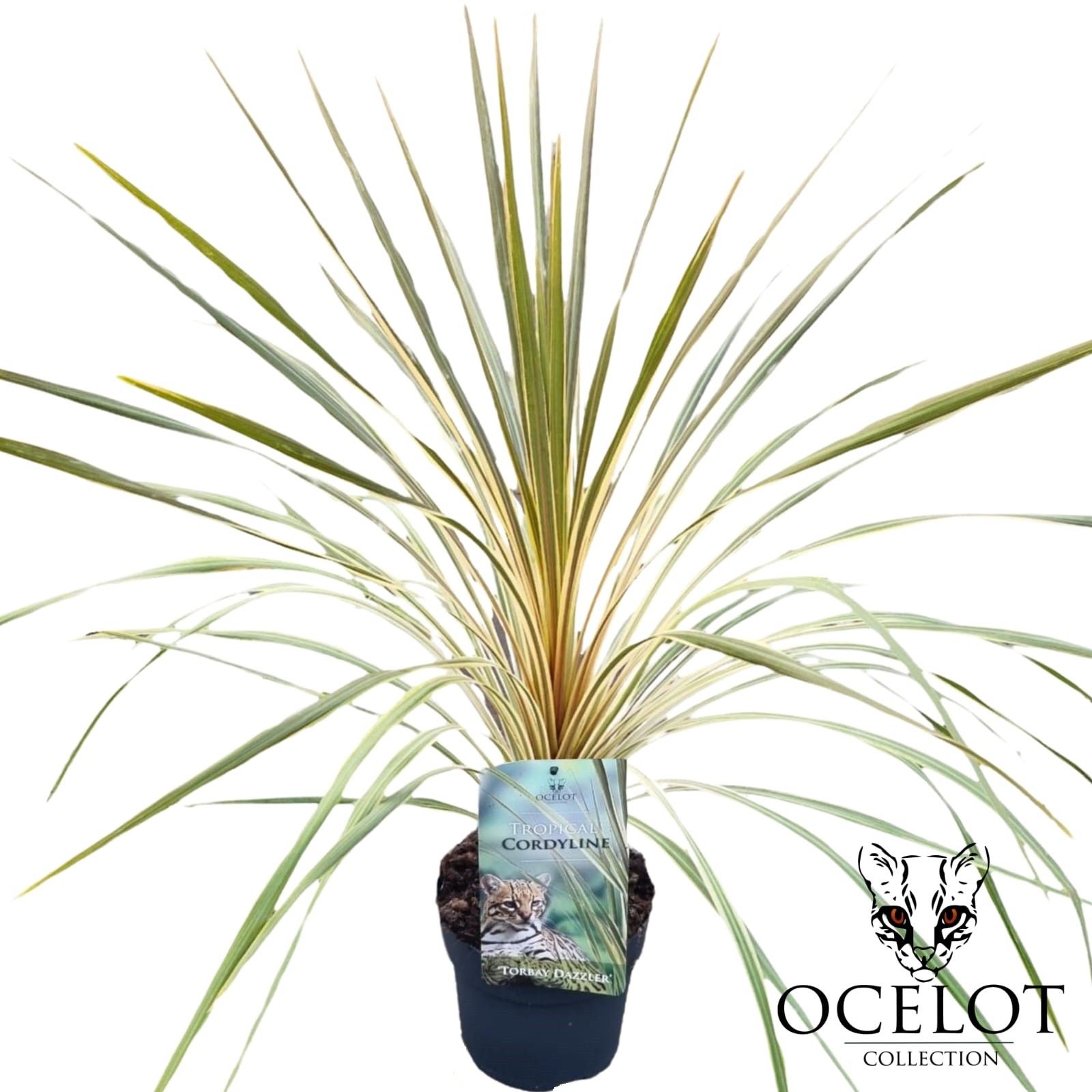 Cordyline australis 'Torbay Dazzler', D 17