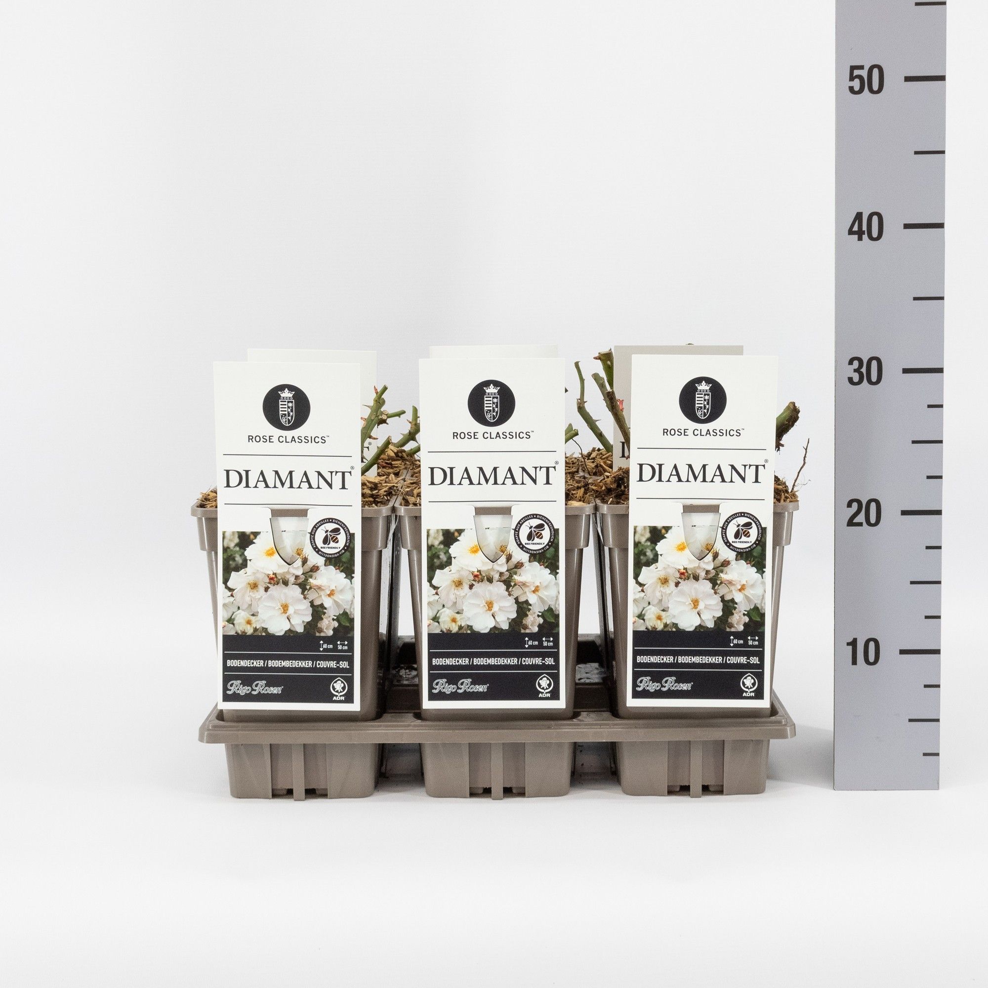 Rosa (P) Diamant ®, C3, D 17