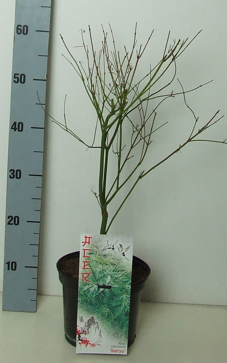 Acer palmatum 'Seiryu' P19 Full CC, D 19