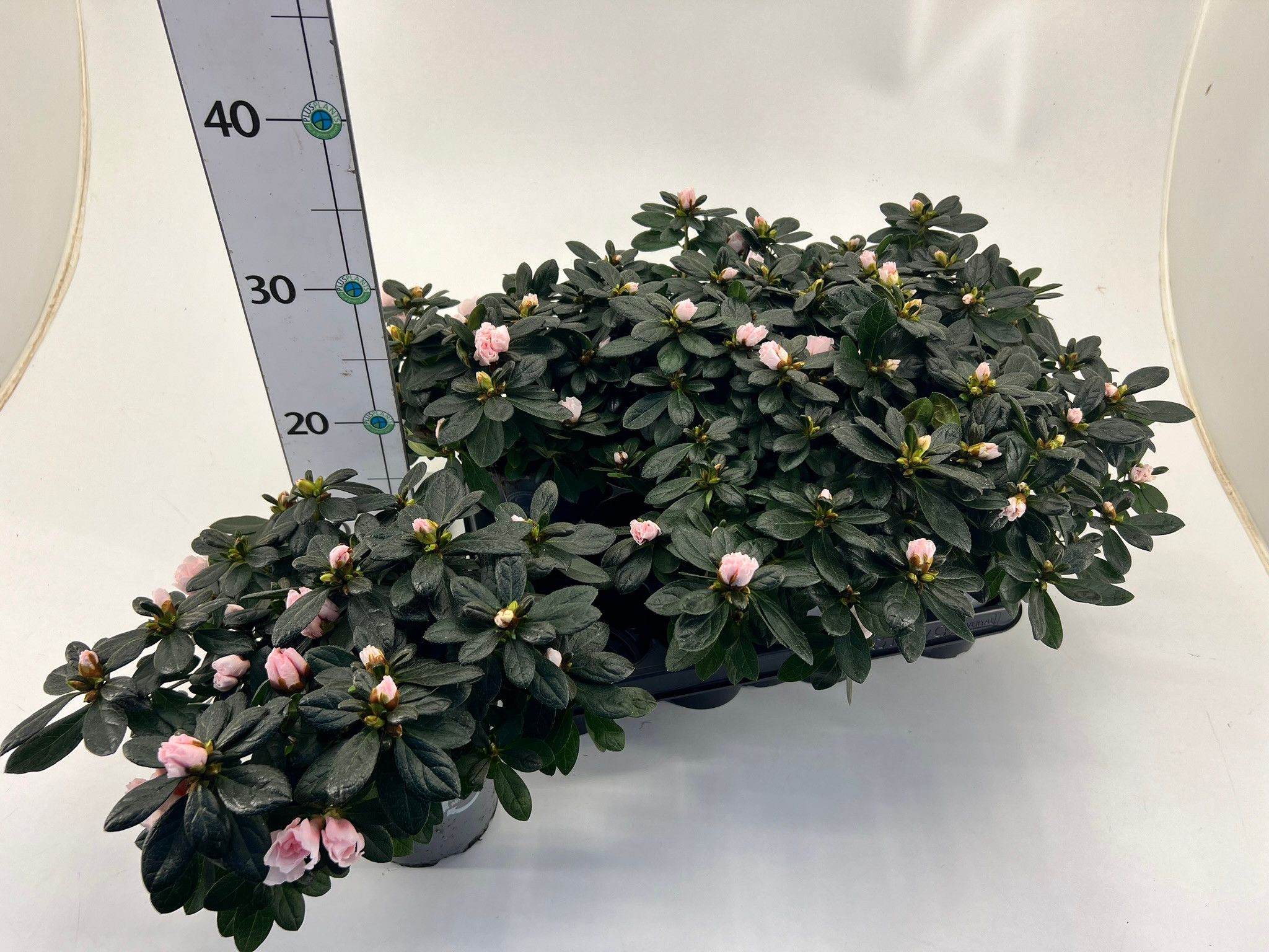 Rhododendron simsii T12 champagne, D 13