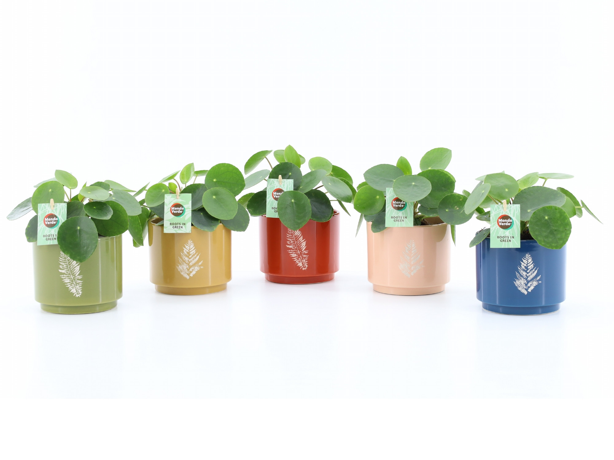 Pilea Peperomioides in Artistique Keramiek, D 13