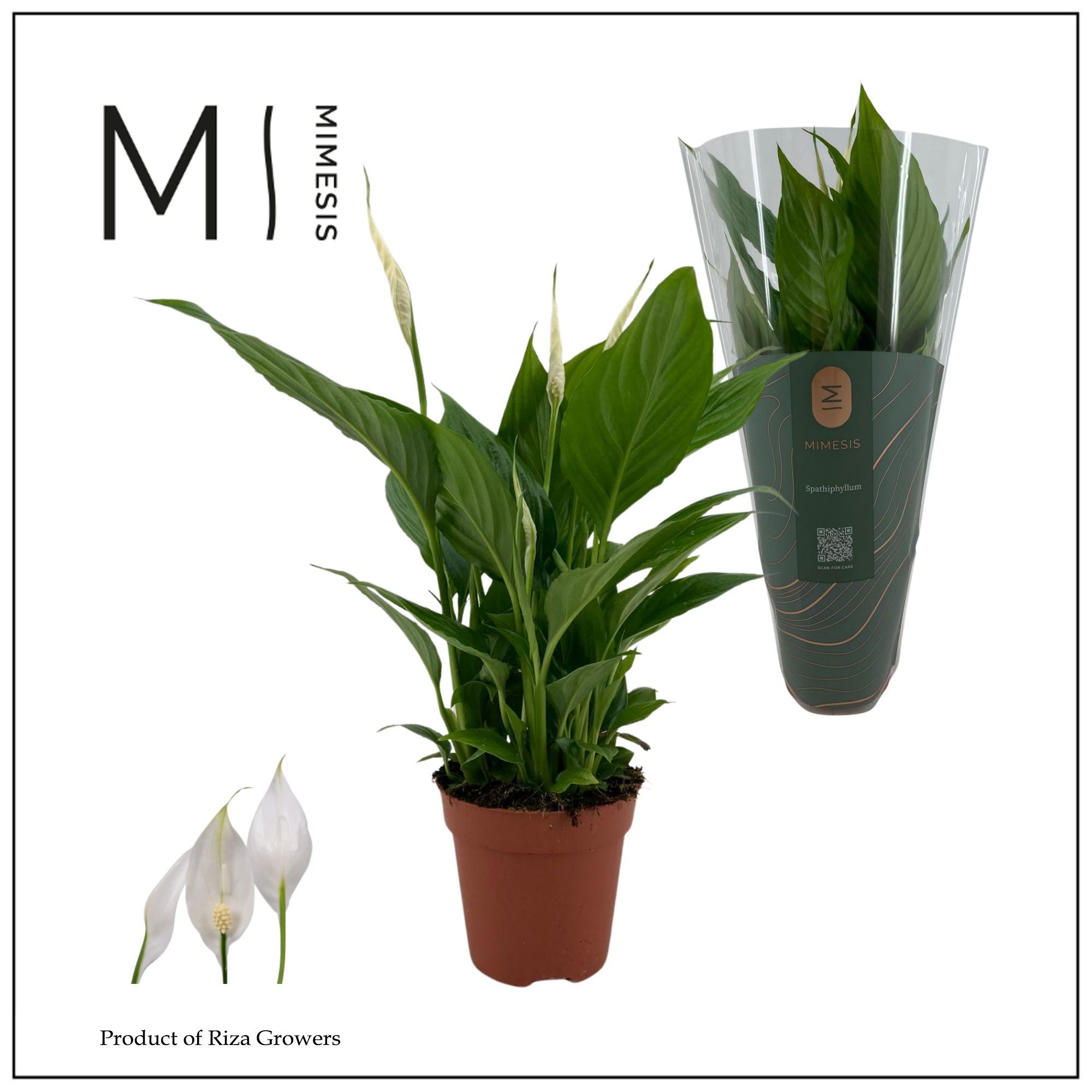 Mimesis Spathiphyllum Torelli - 12 cm, D 12