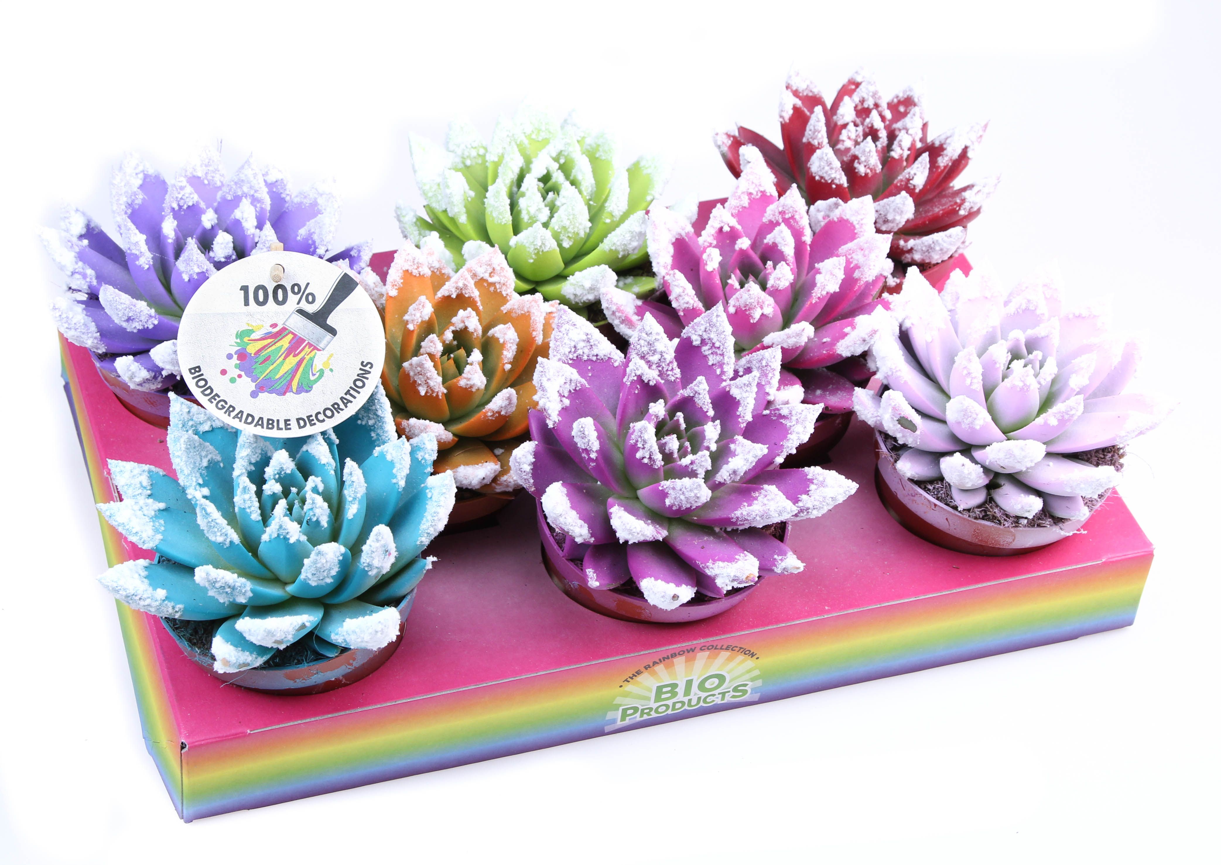 Rainbow bio snowtips, D 10,5