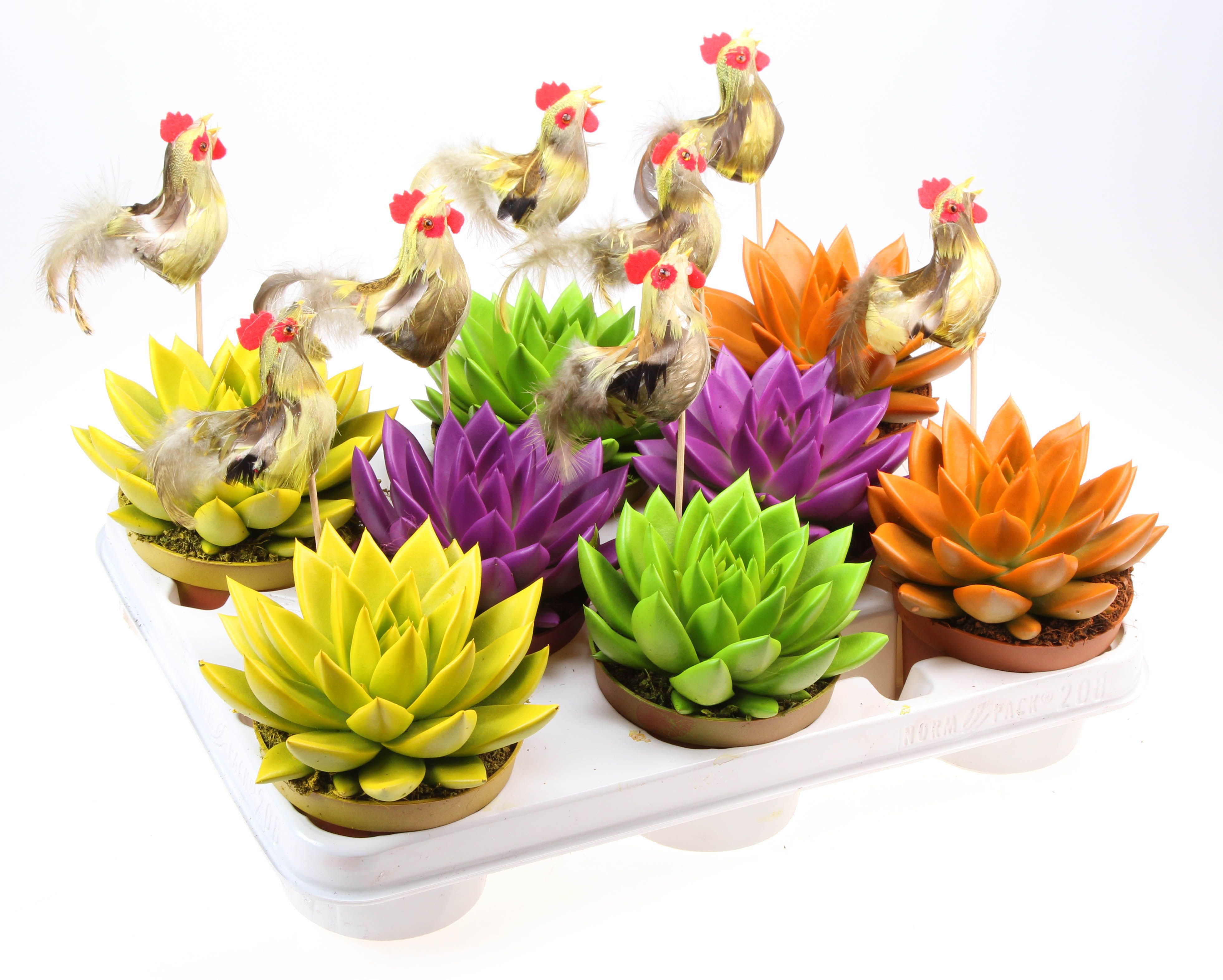 Rainbow mix + haan, D 10,5