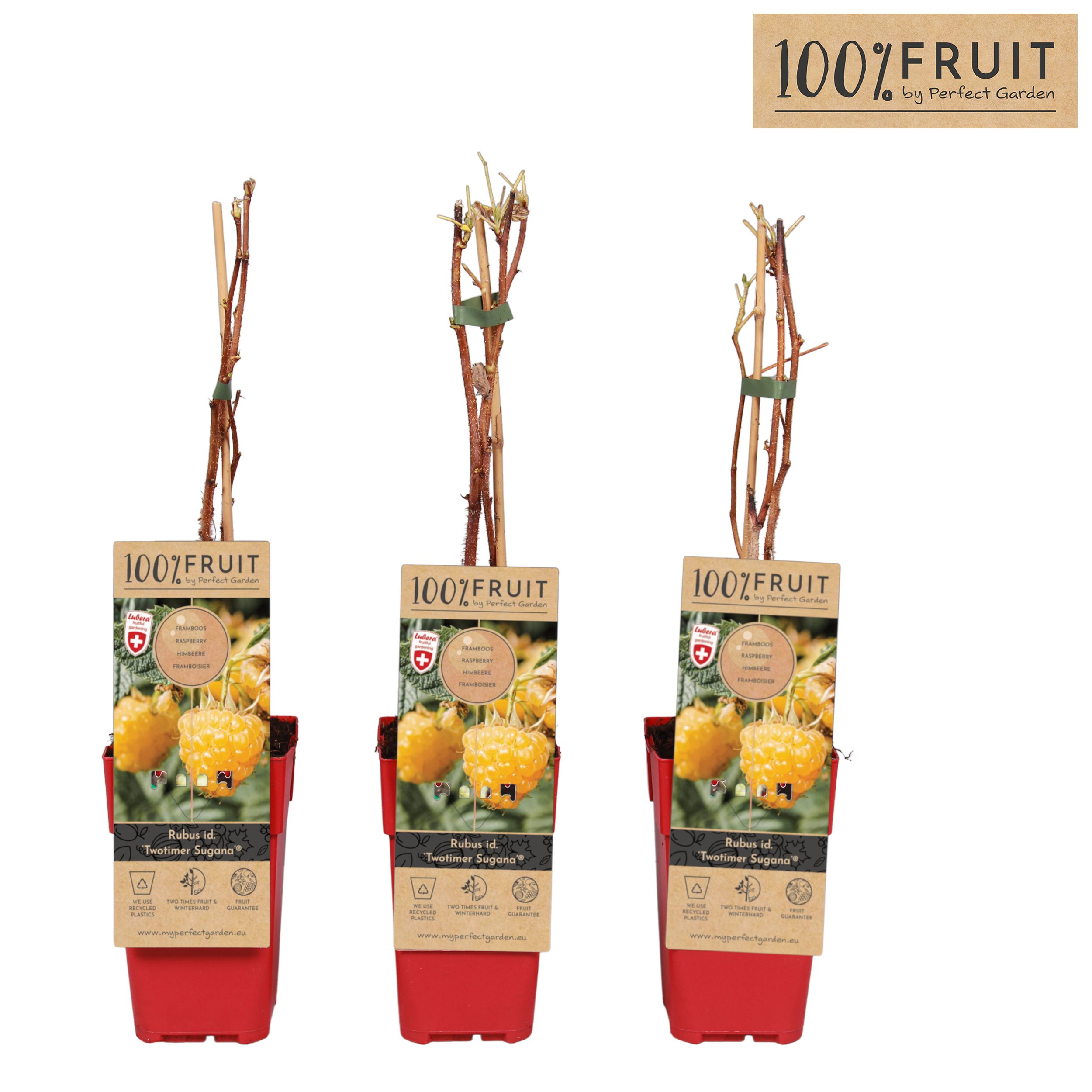 Rubus ideaus Twotimer Sugana Yellow® P15, D 15