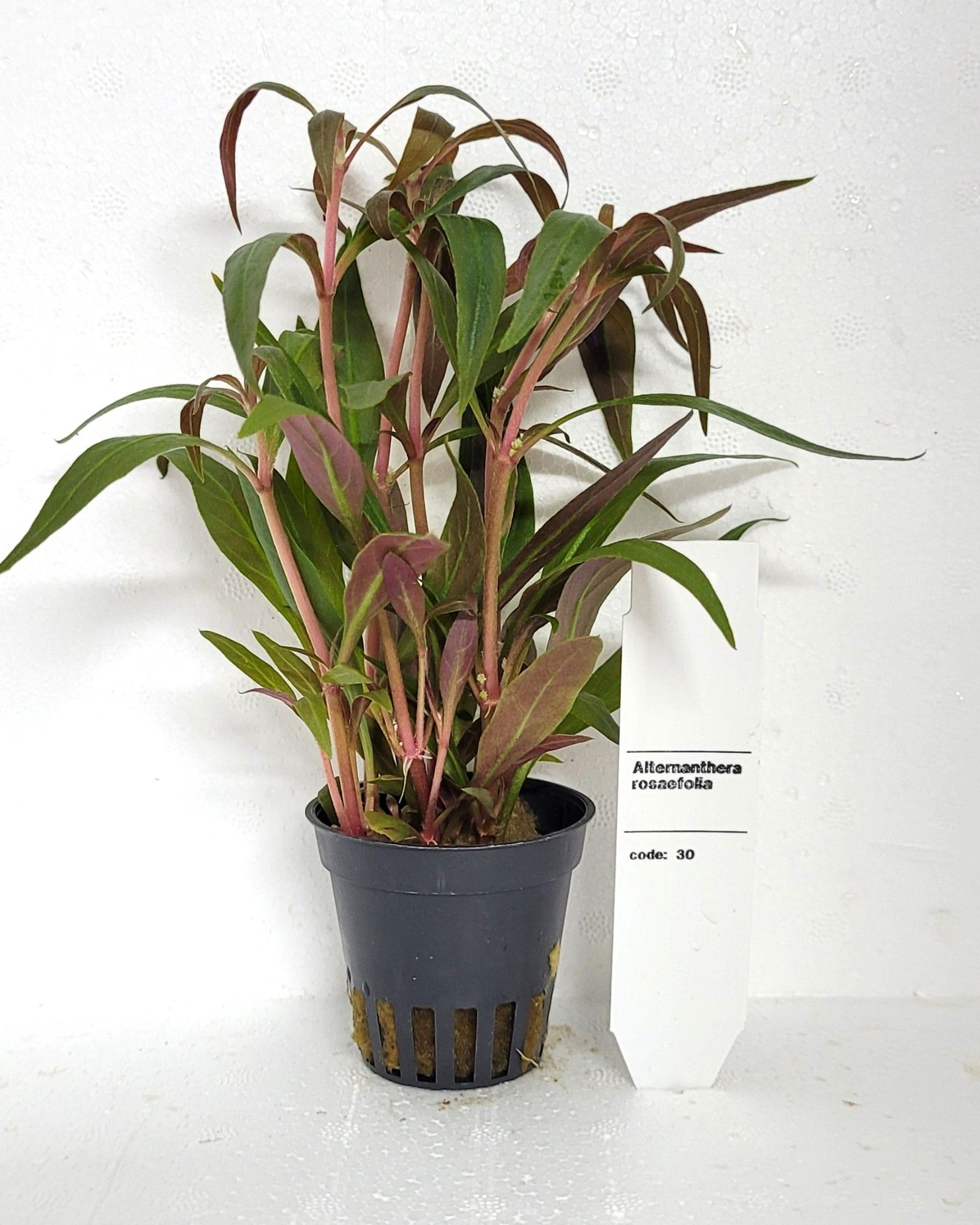 Alternanthera rosaefolia, D 5