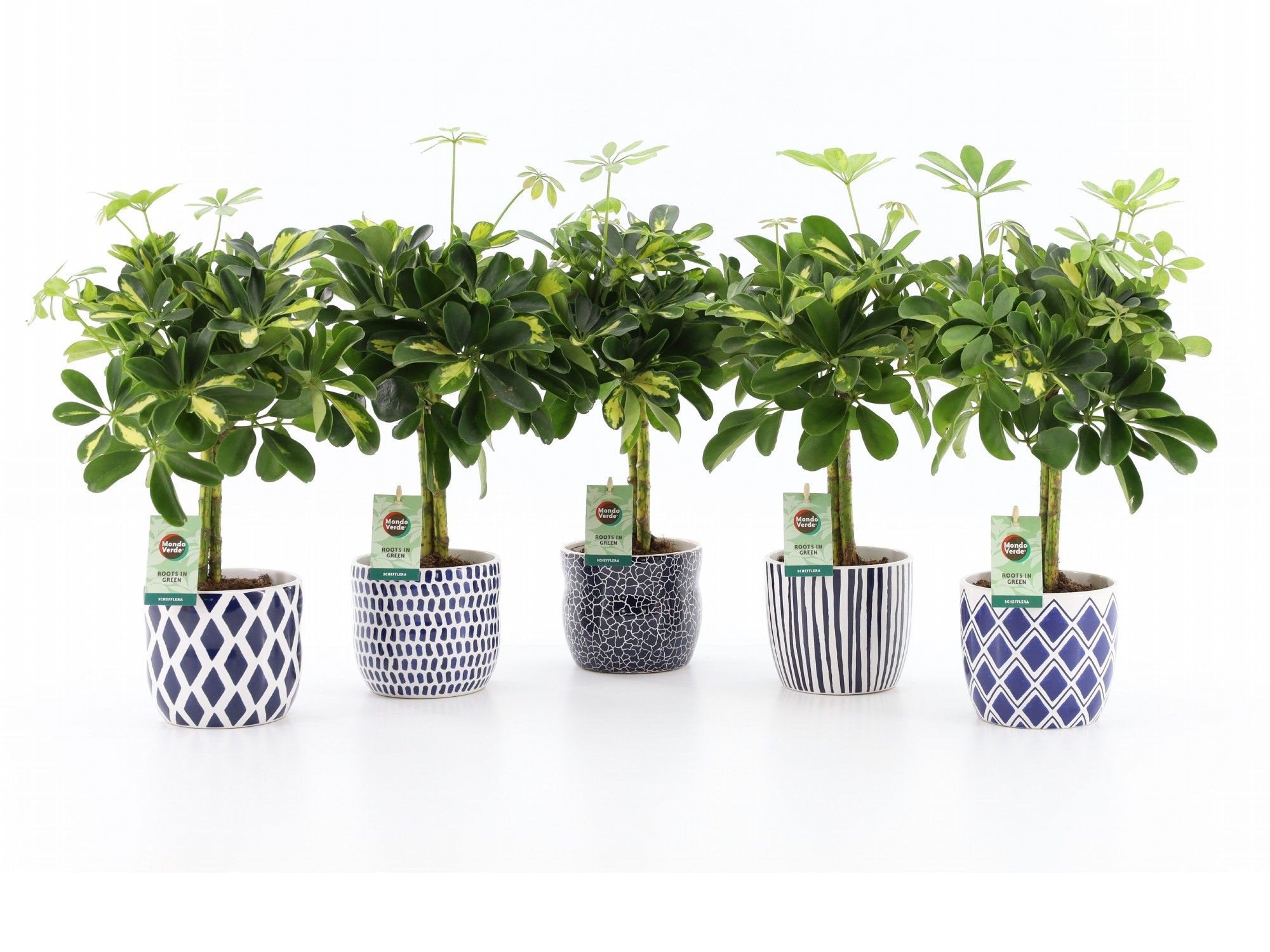 Schefflera Gold Capella in Delft Blue keramiek, D 13