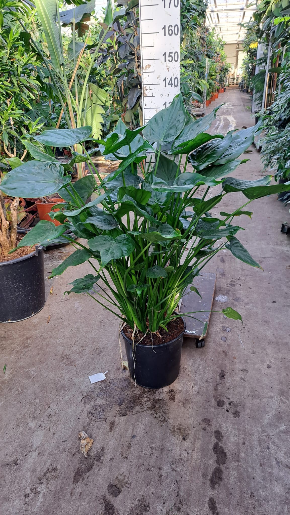 Alocasia Cucullata XXL, D 35