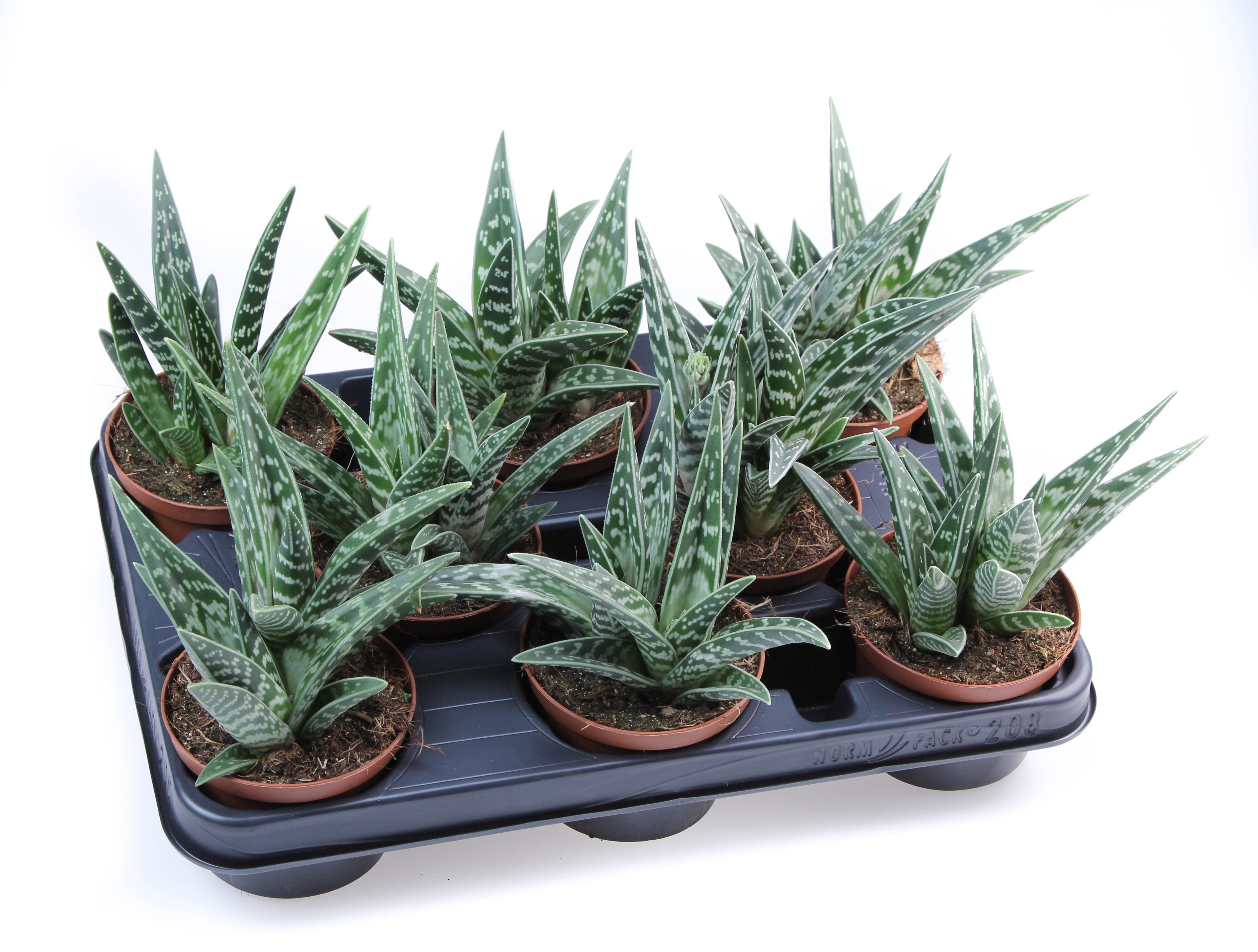 Aloe Variegata, D 10,5