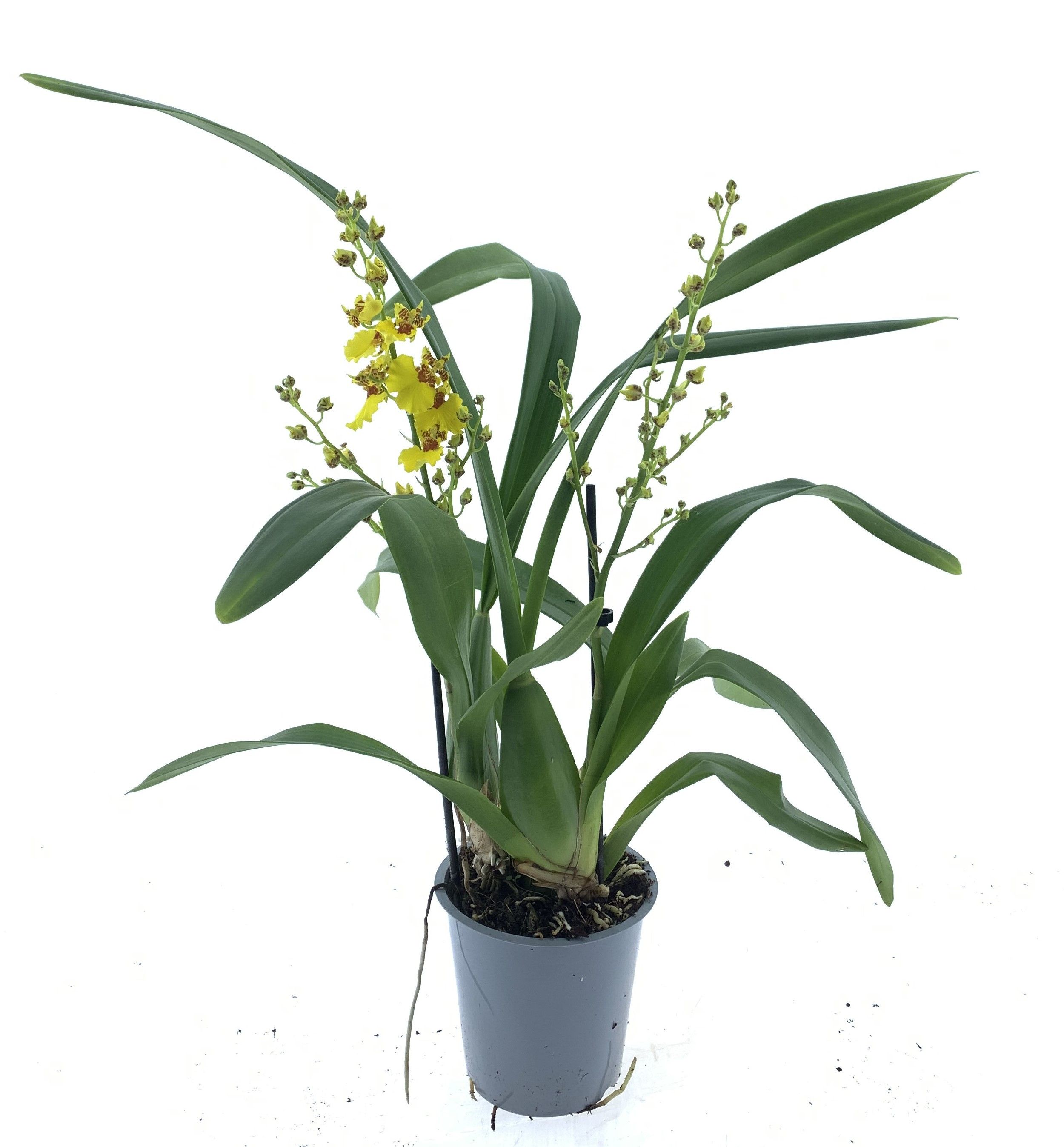Oncidium 2-tak, D 12