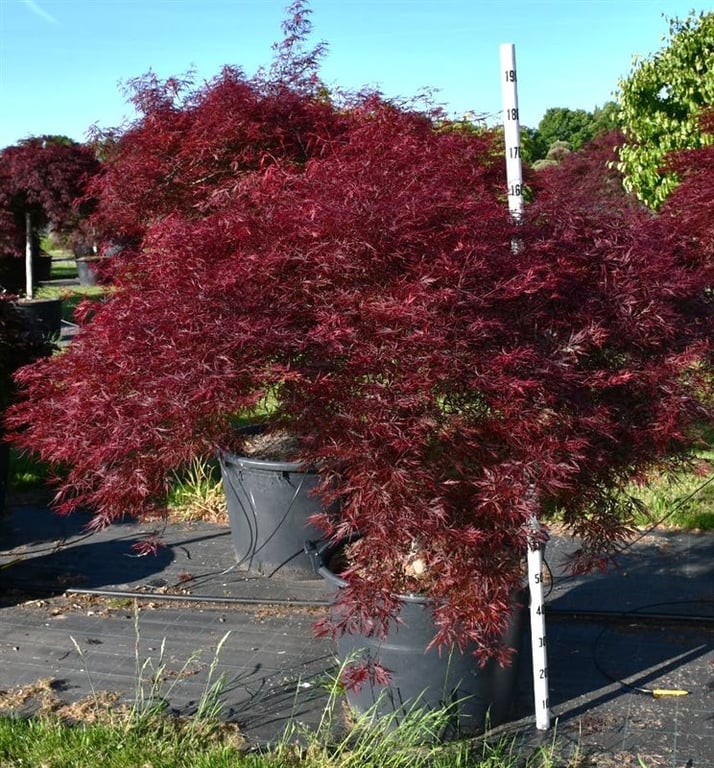 Acer pal. 'Stella Rossa', D 65