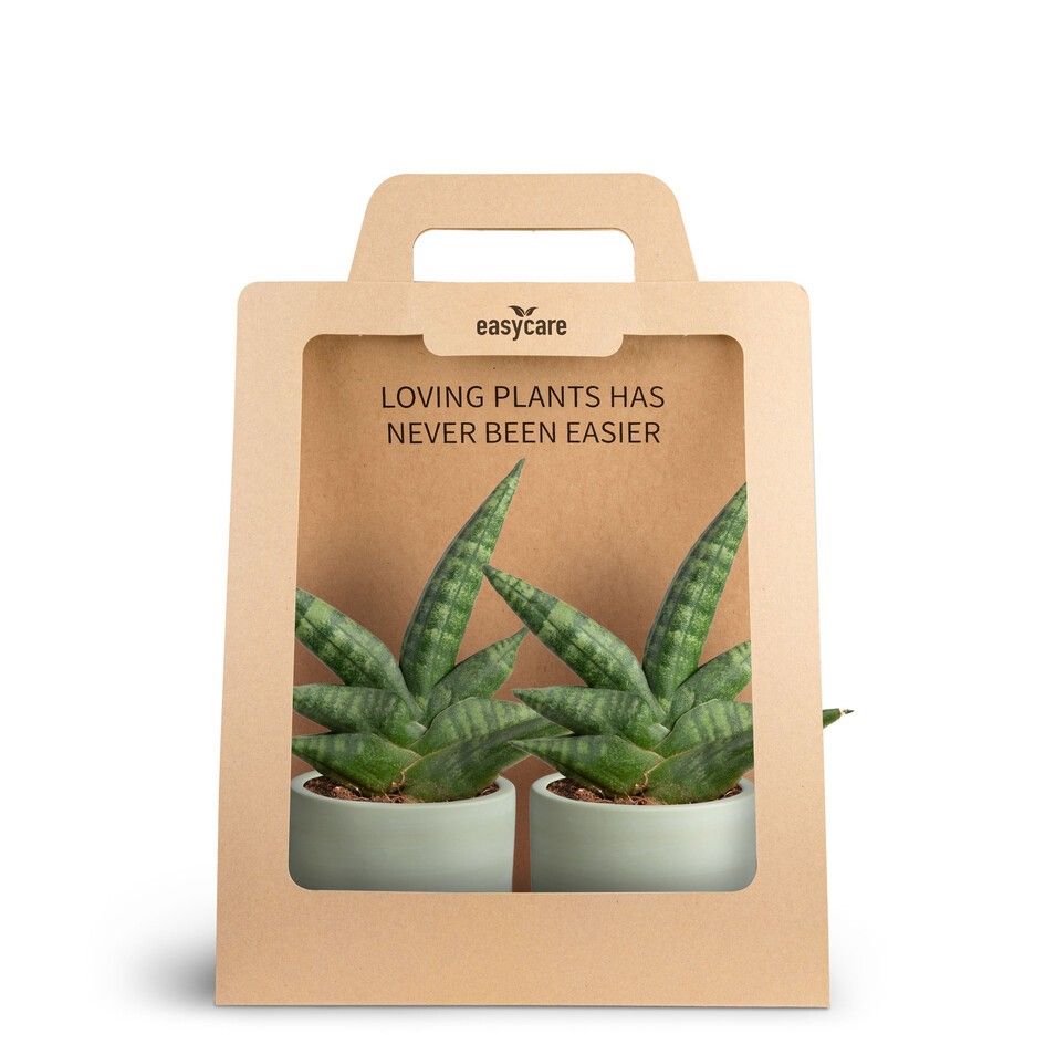 2-Pack Woodbase Green, Boncellensis, D 7