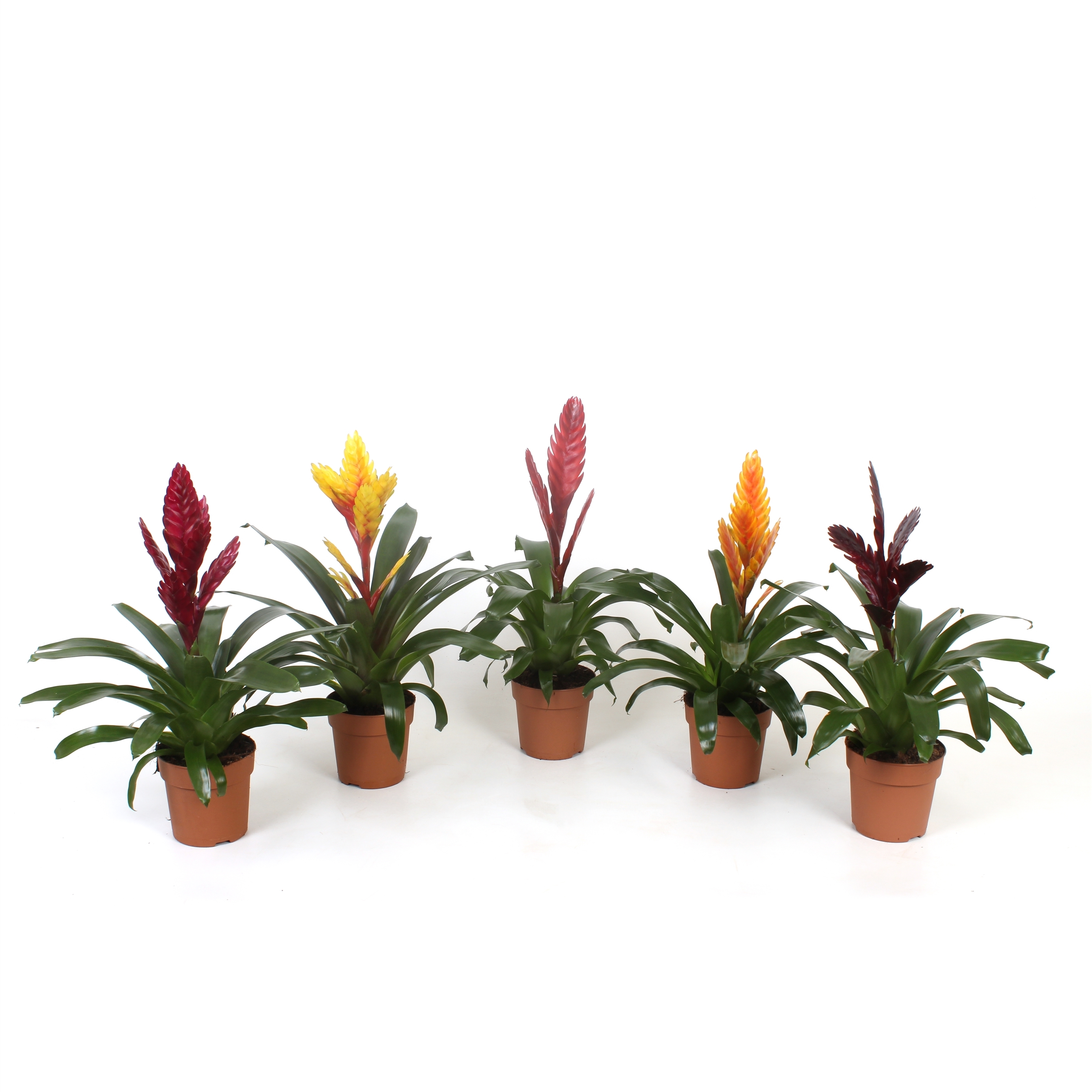 Vriesea Excellent mix, D 12