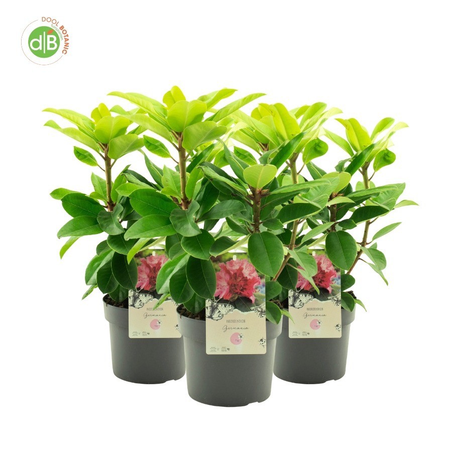 Rhododendron 'Germania', D 19