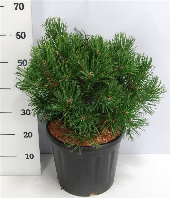 Pinus mugo 'Gnom', D 32