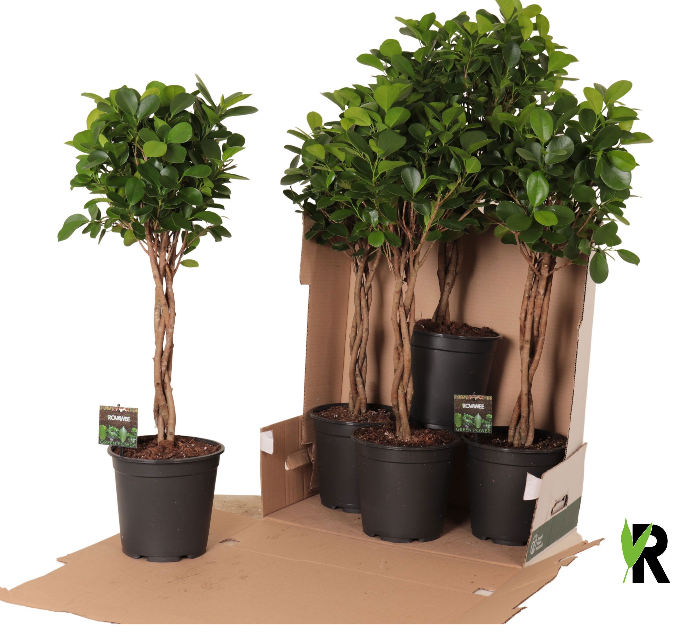 Ficus micr. Moclame gevlochten stam in fust 352, D 21