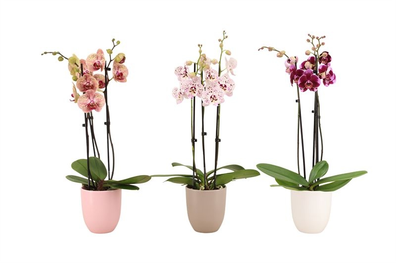 Hugo p12 mix hotel Phal mix 3T18+, D 12