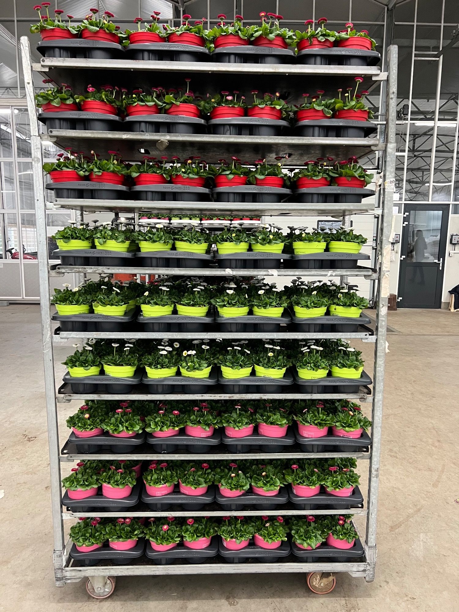 Bellis Mix kar p 14, D 14