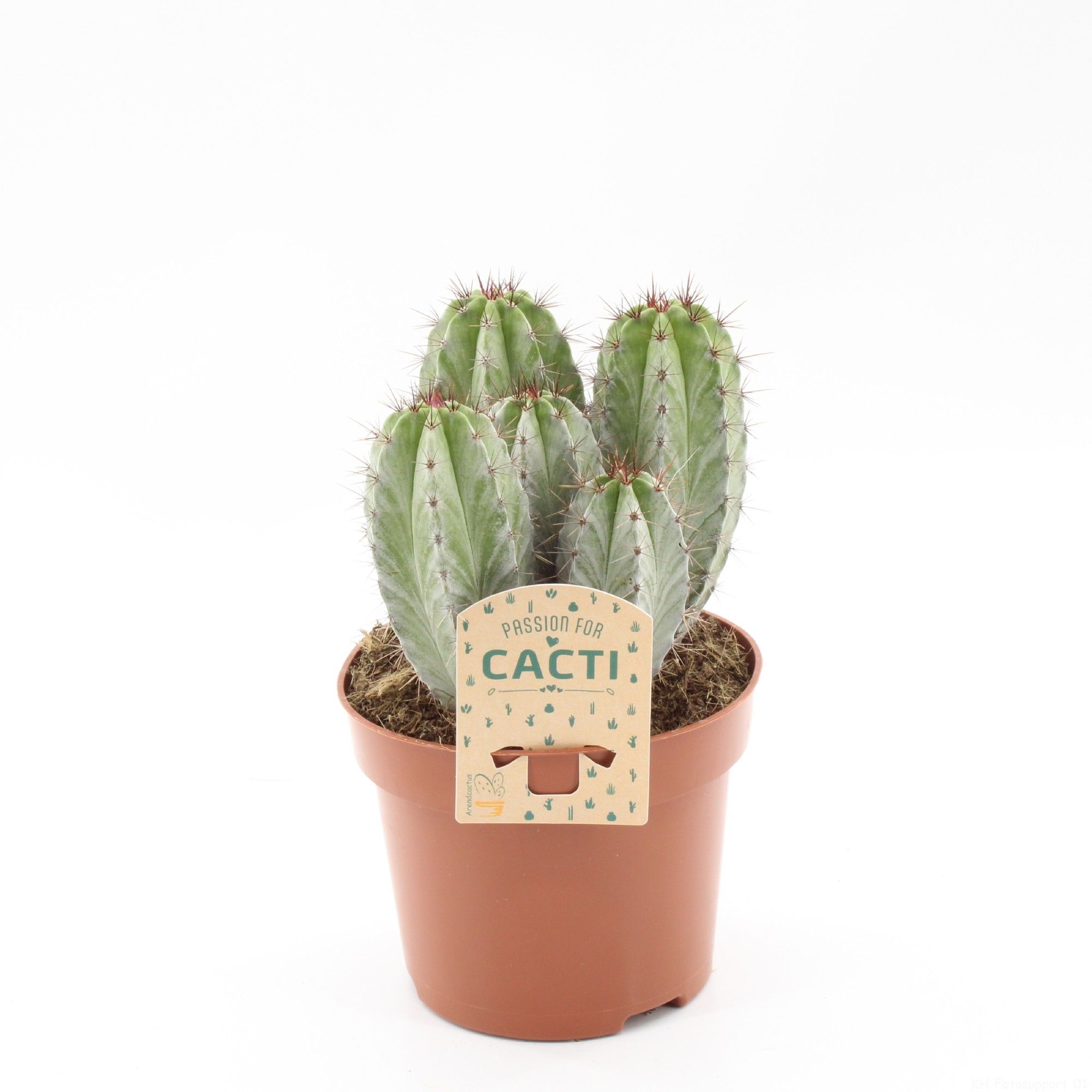 Polaskia chichipe, D 12