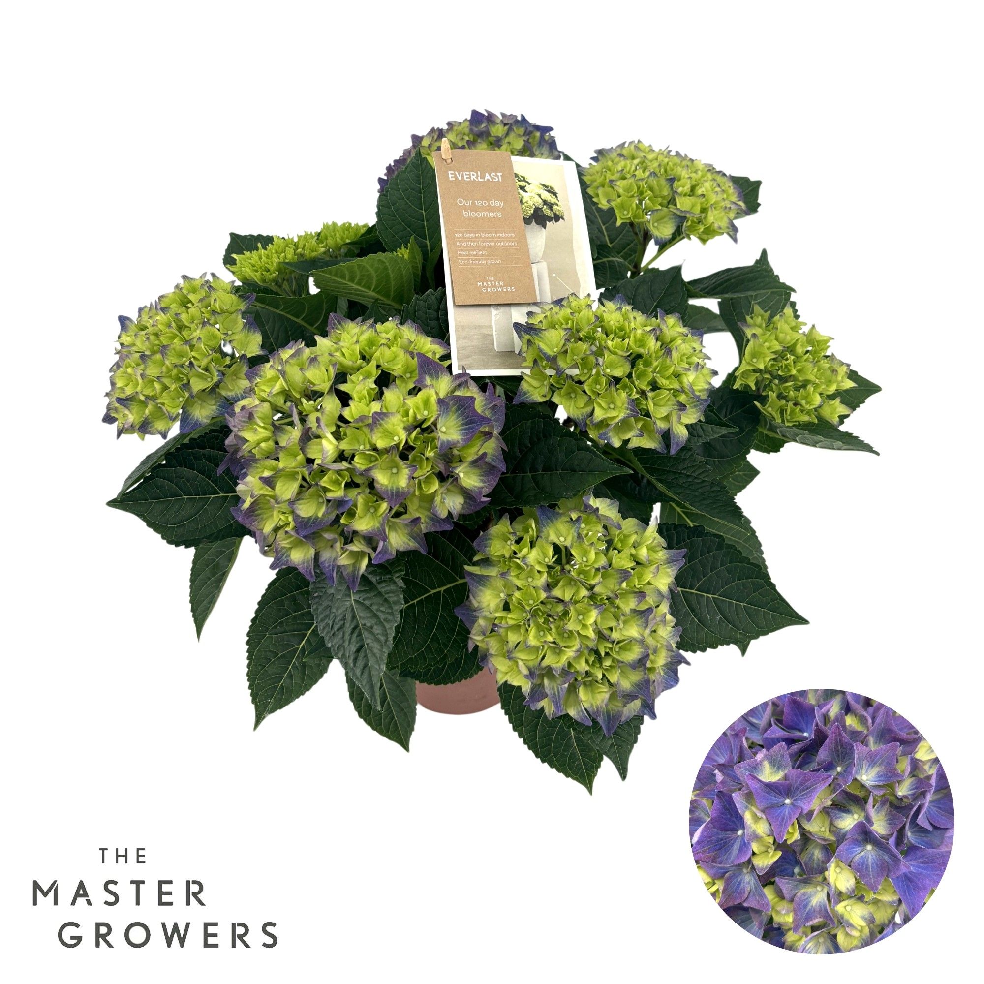 Hydrangea Hi Everlast blue 7 + Flowers, D 14