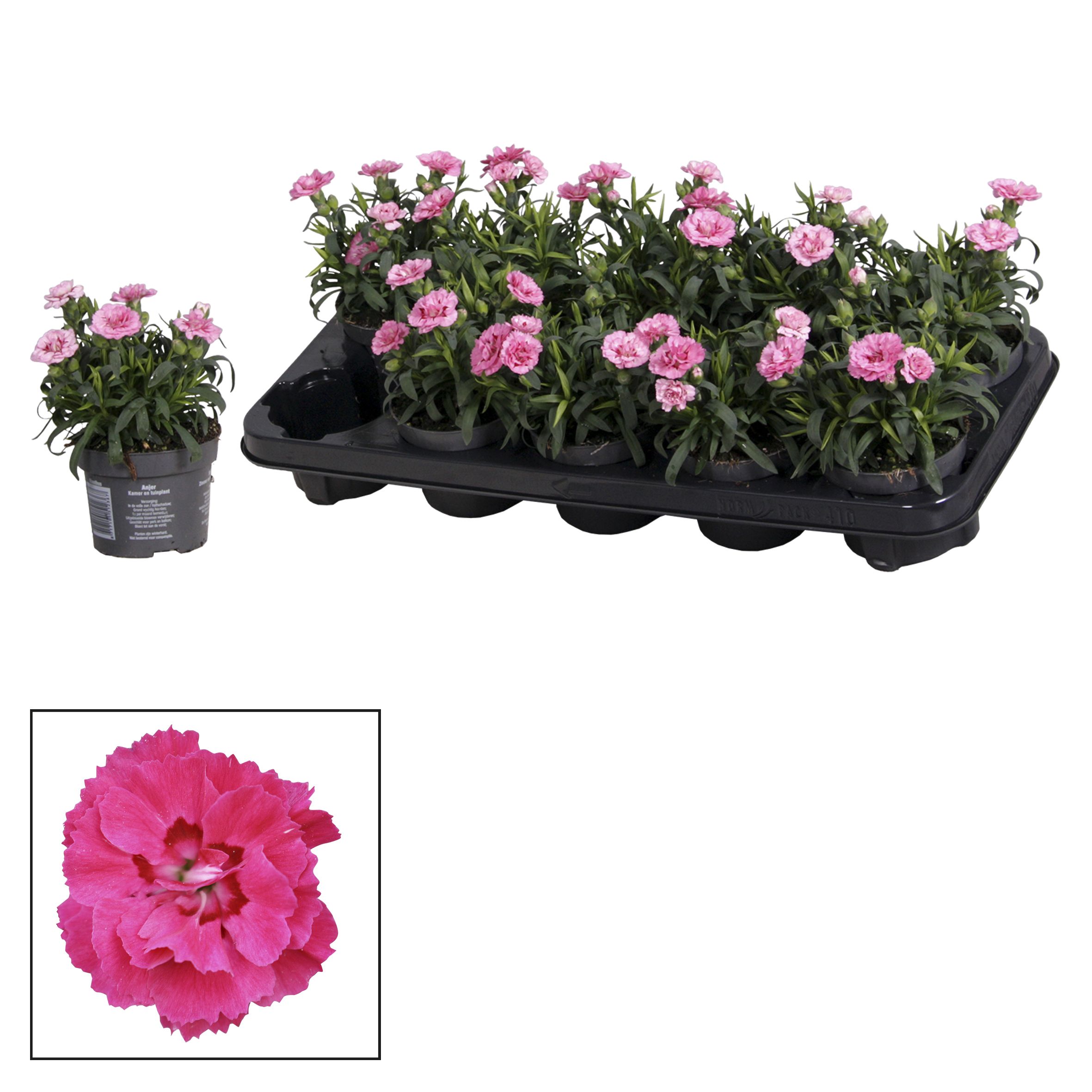 Dianthus - 10,5 cm - Oscar Purple Star, D 10,5