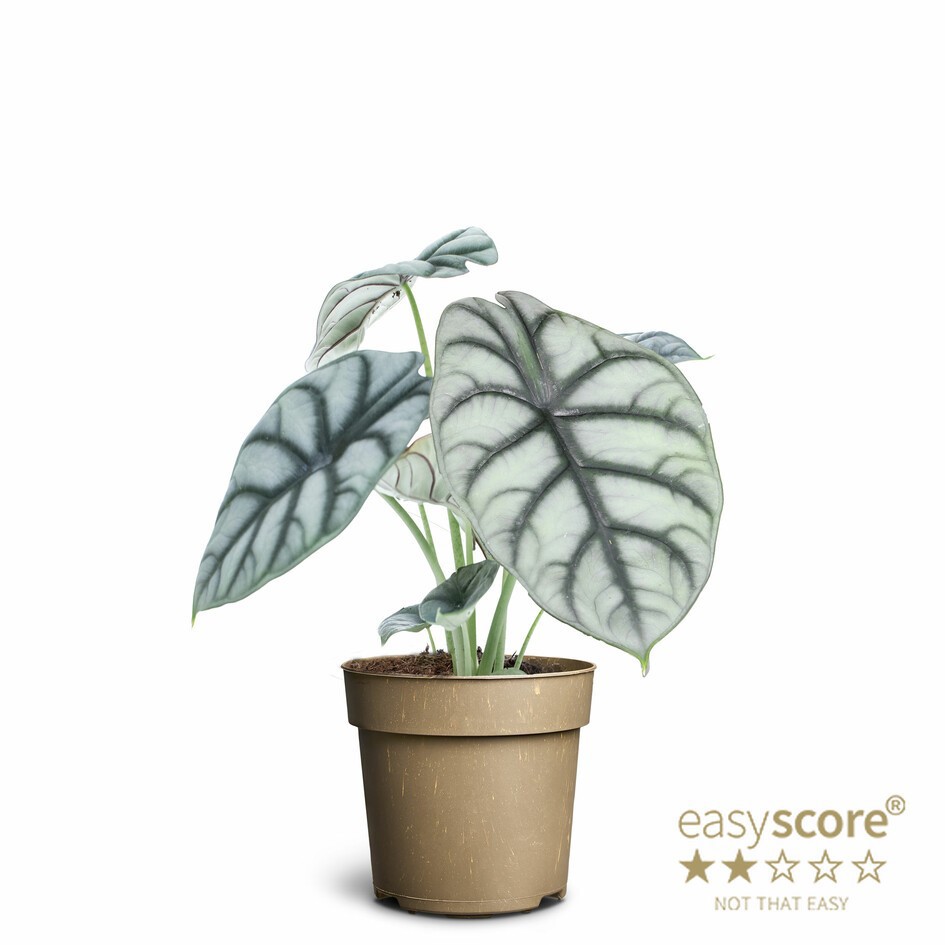 ALOCASIA NEBULA 'Silver Dragon', D 11