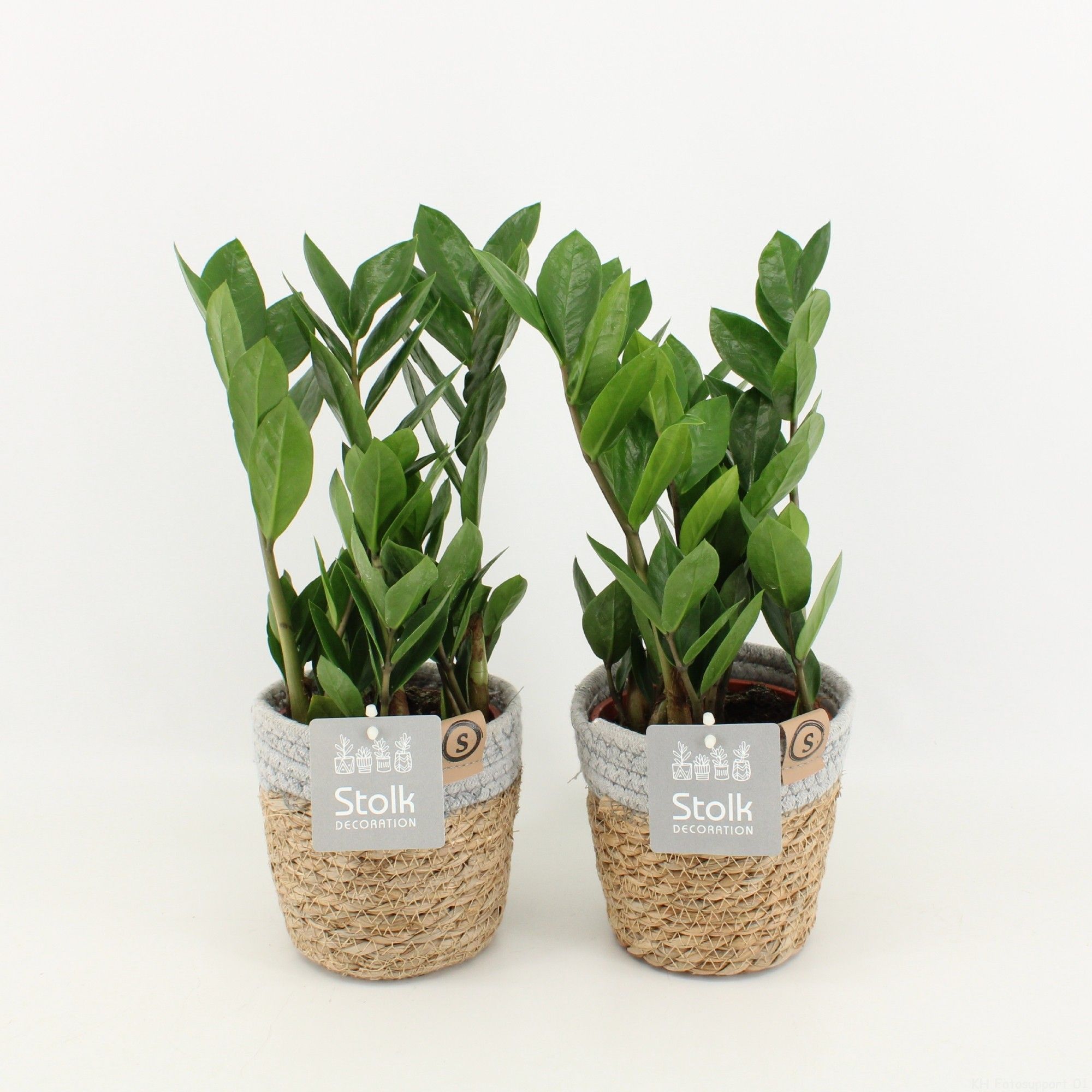 Zamioculcas Zamiifolia in Basket, D 13