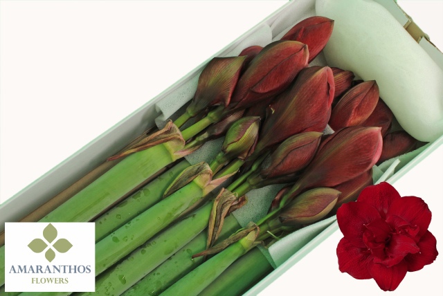 Амарилис Рэд Симфони (красн.) x10, шт.