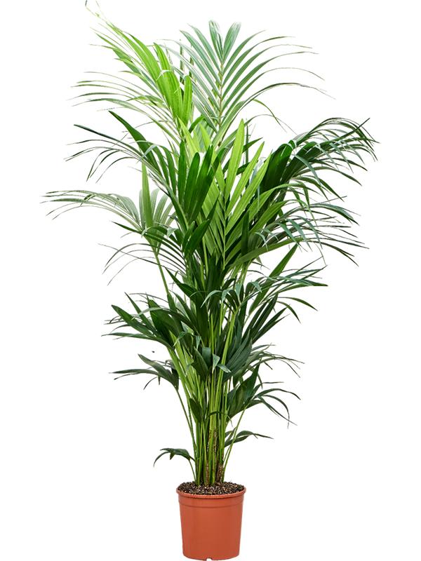 Kentia (Howea) forsteriana, D 25