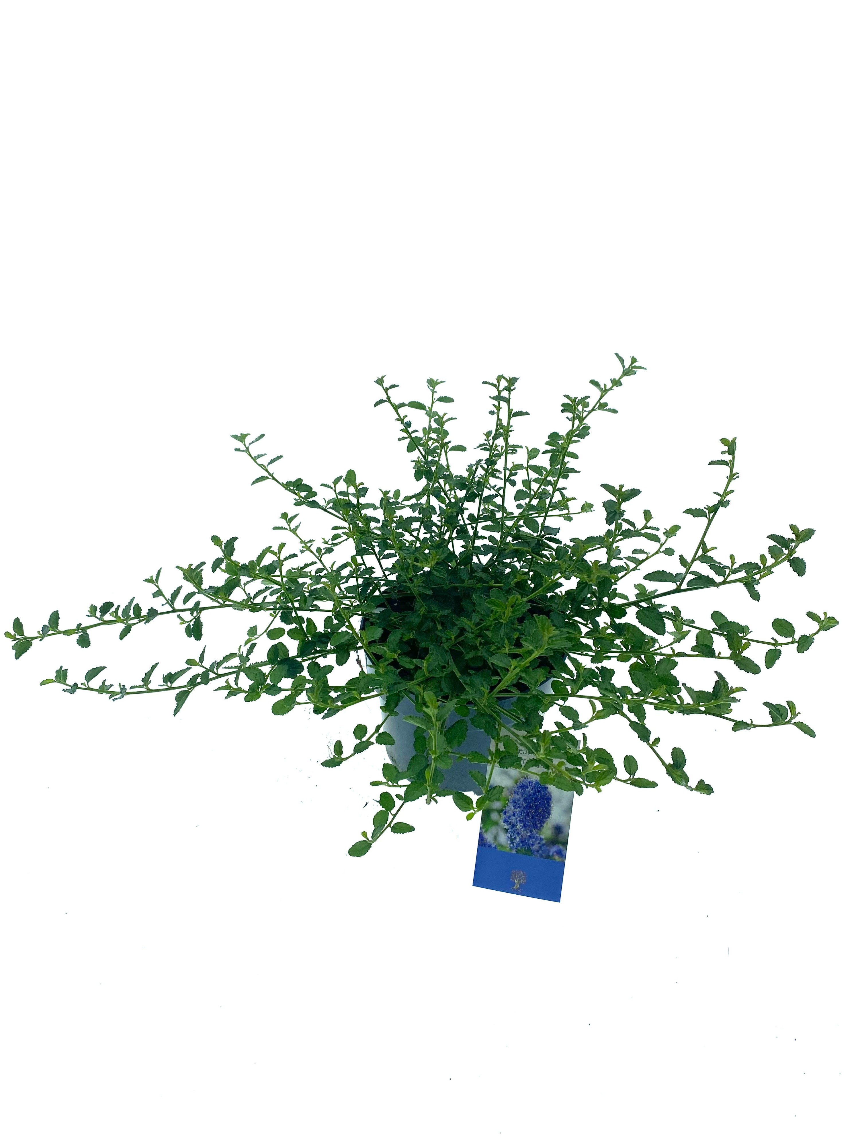 Ceanothus thyrsiflorus var. repens, D 17