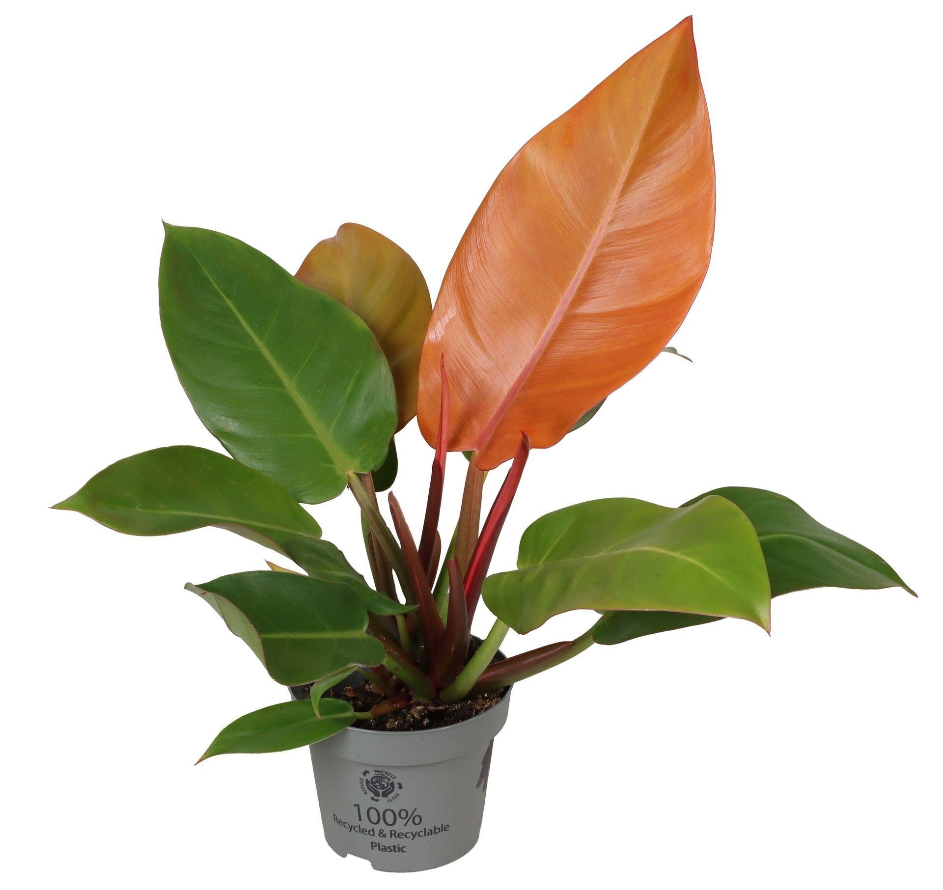 Philodendron Cherry Red 12 cm, D 12