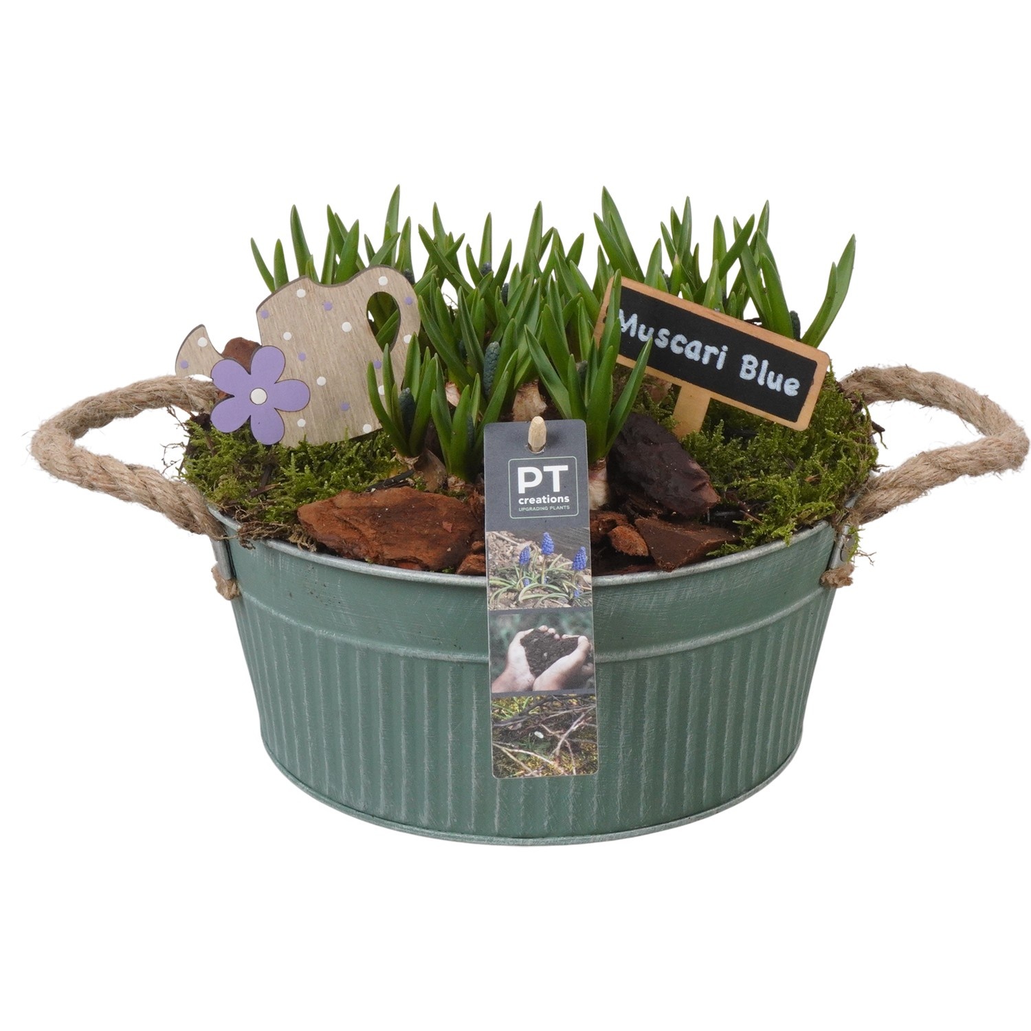 PTMB6177 Arrangement Muscari Blue in zink schaal, D 22