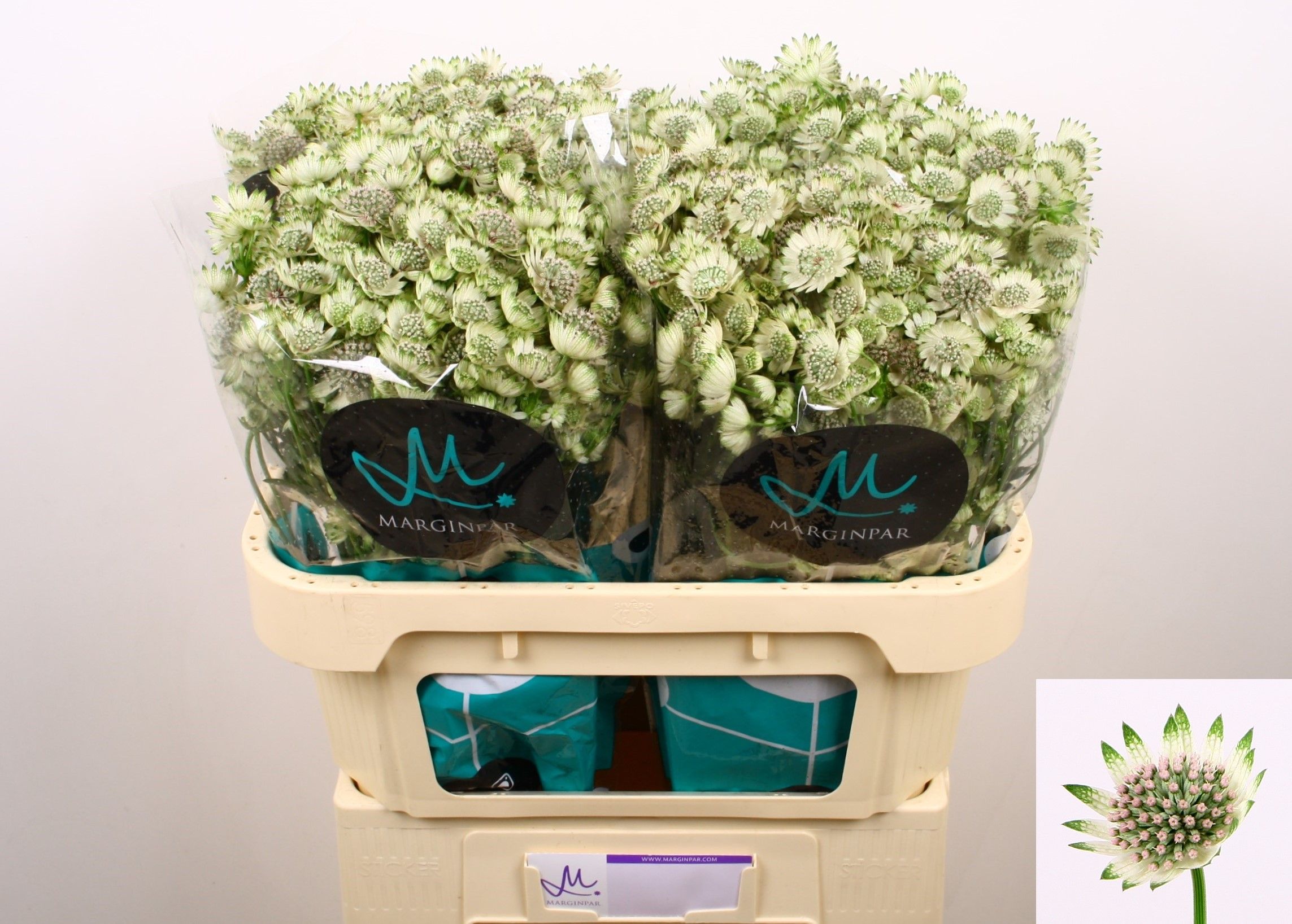 Астранция Биллион Старс XL 70, шт.