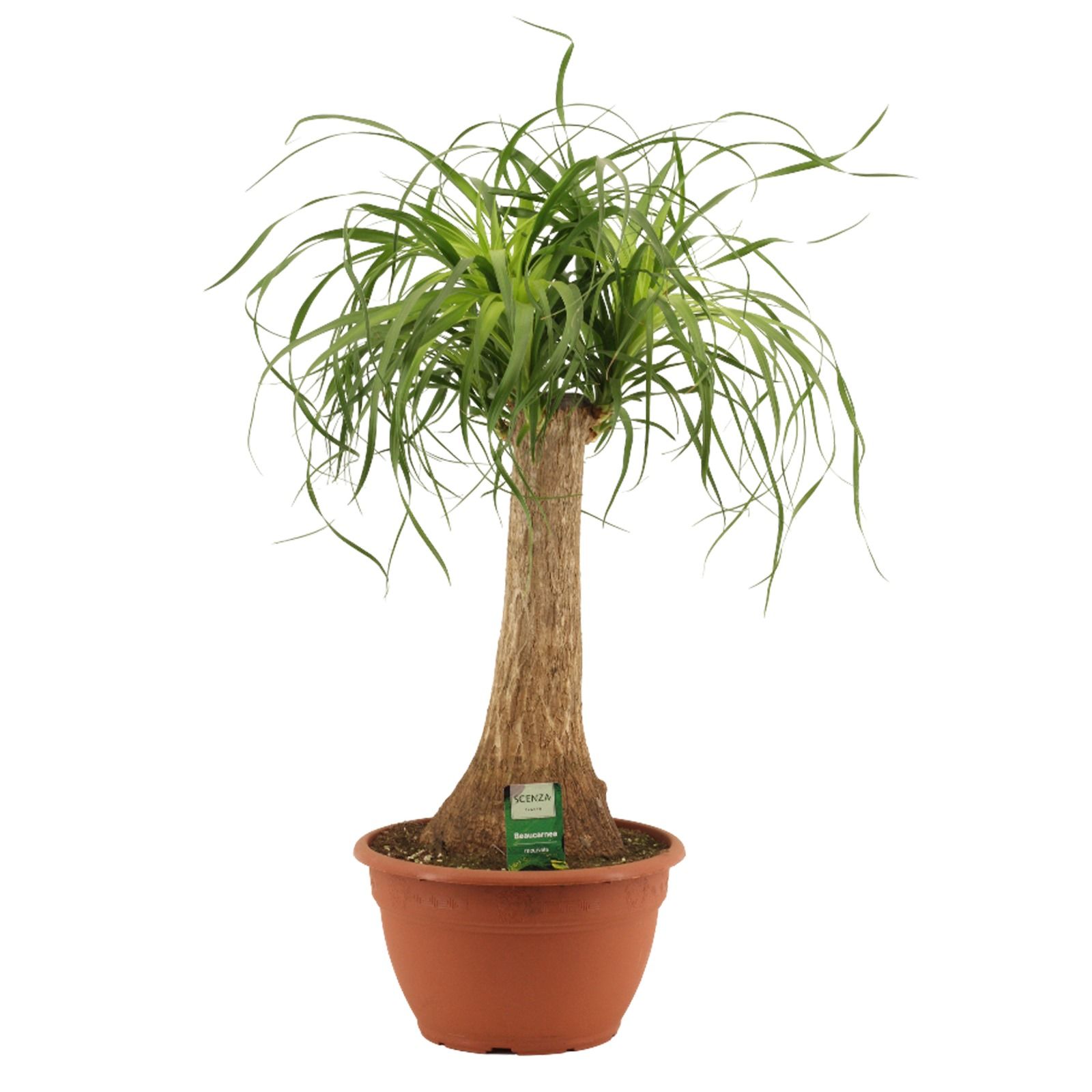Beaucarnea Recht 25 cm schaal, D 25