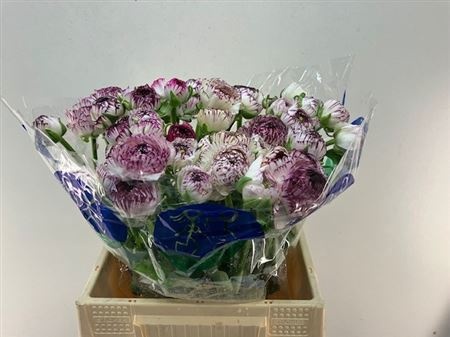 Ранункулус Азур Вайт Страйпс 40 (бело-фиолет.), шт.