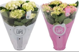 789 VDBE : Pot 14 cm HYDRANGEA Mycrophyla-MoreLips 7-8 bloemknop gemengde kleuren, D 14