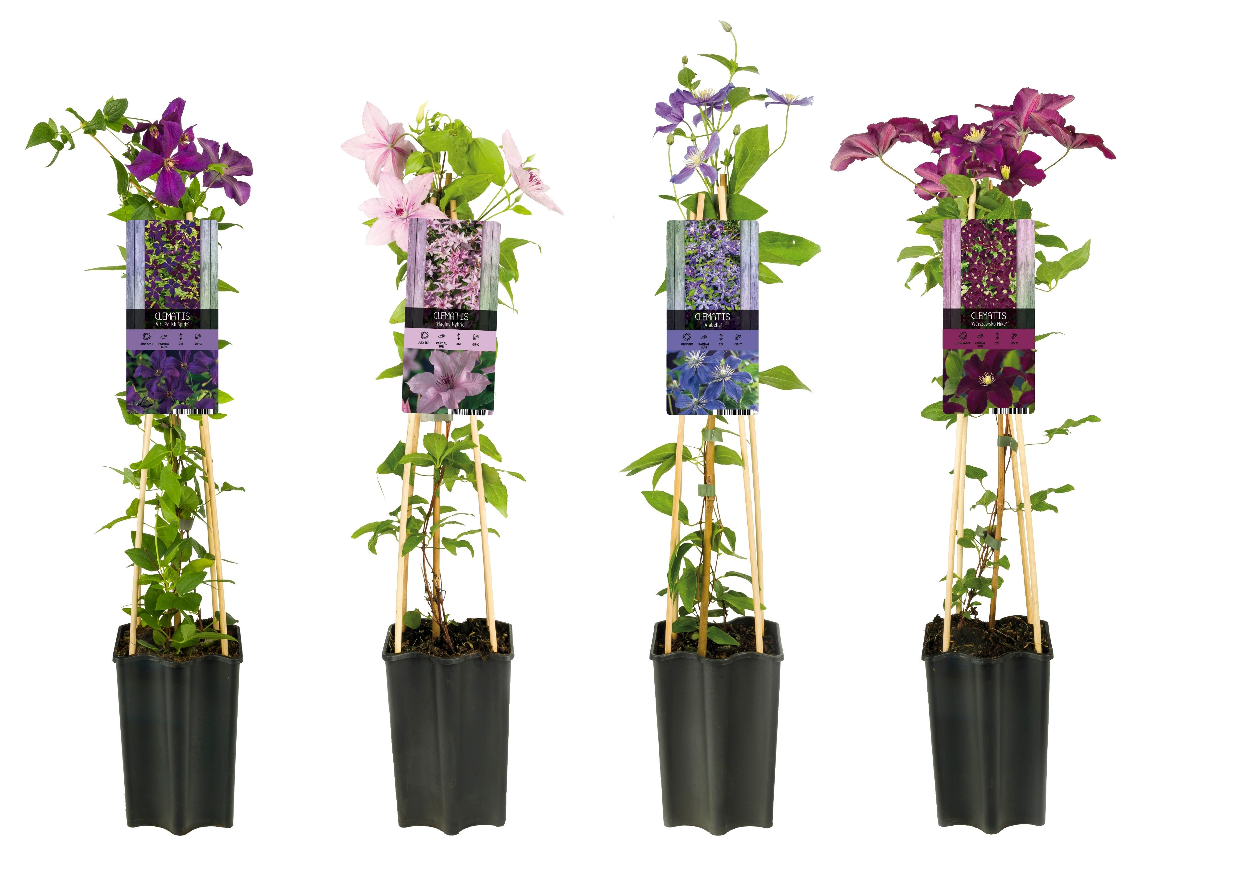 Mixtray Clematis +light label, D 15