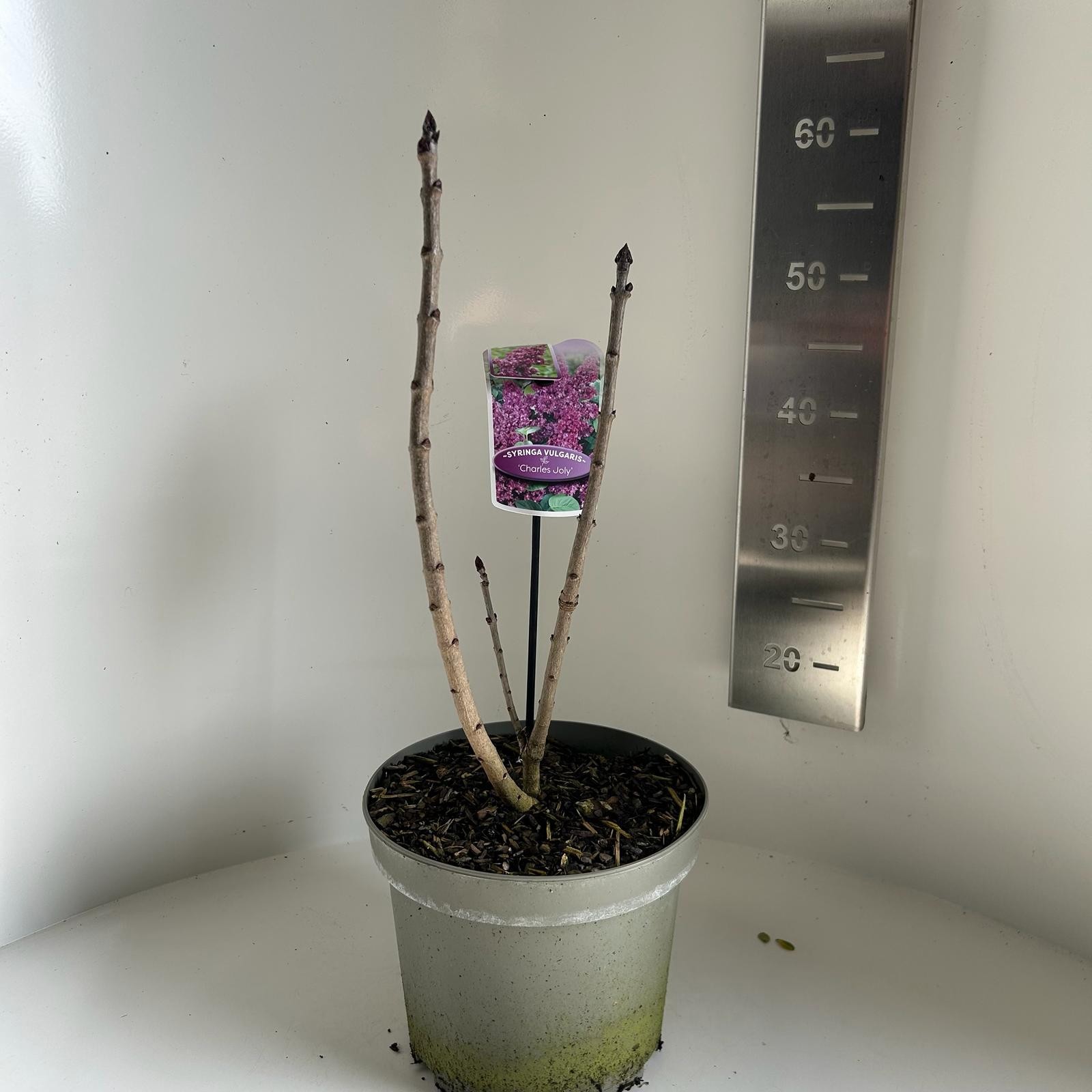 Syringa vulgaris Charles Joly, D 23