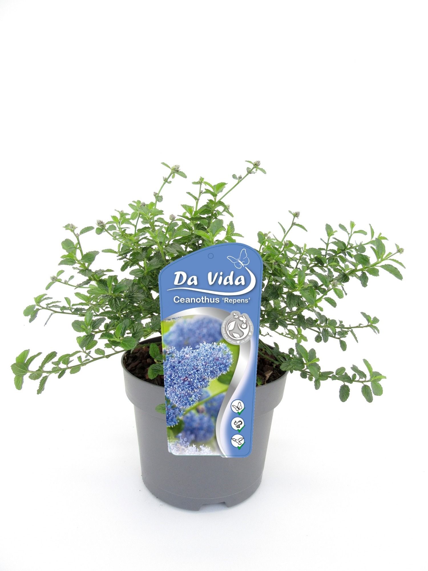 Ceanothus thyr. Repens, D 19