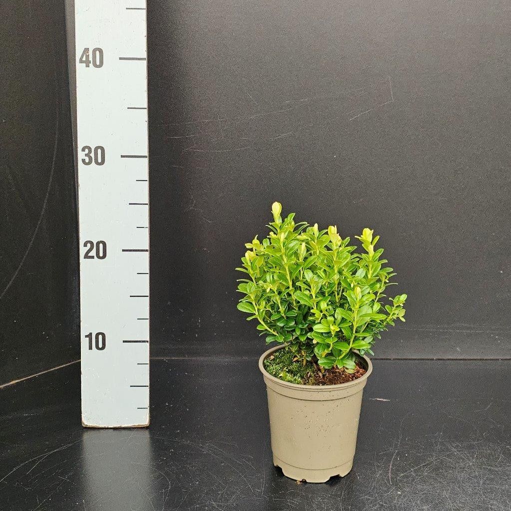 Vaccinium myrtillus, D 12