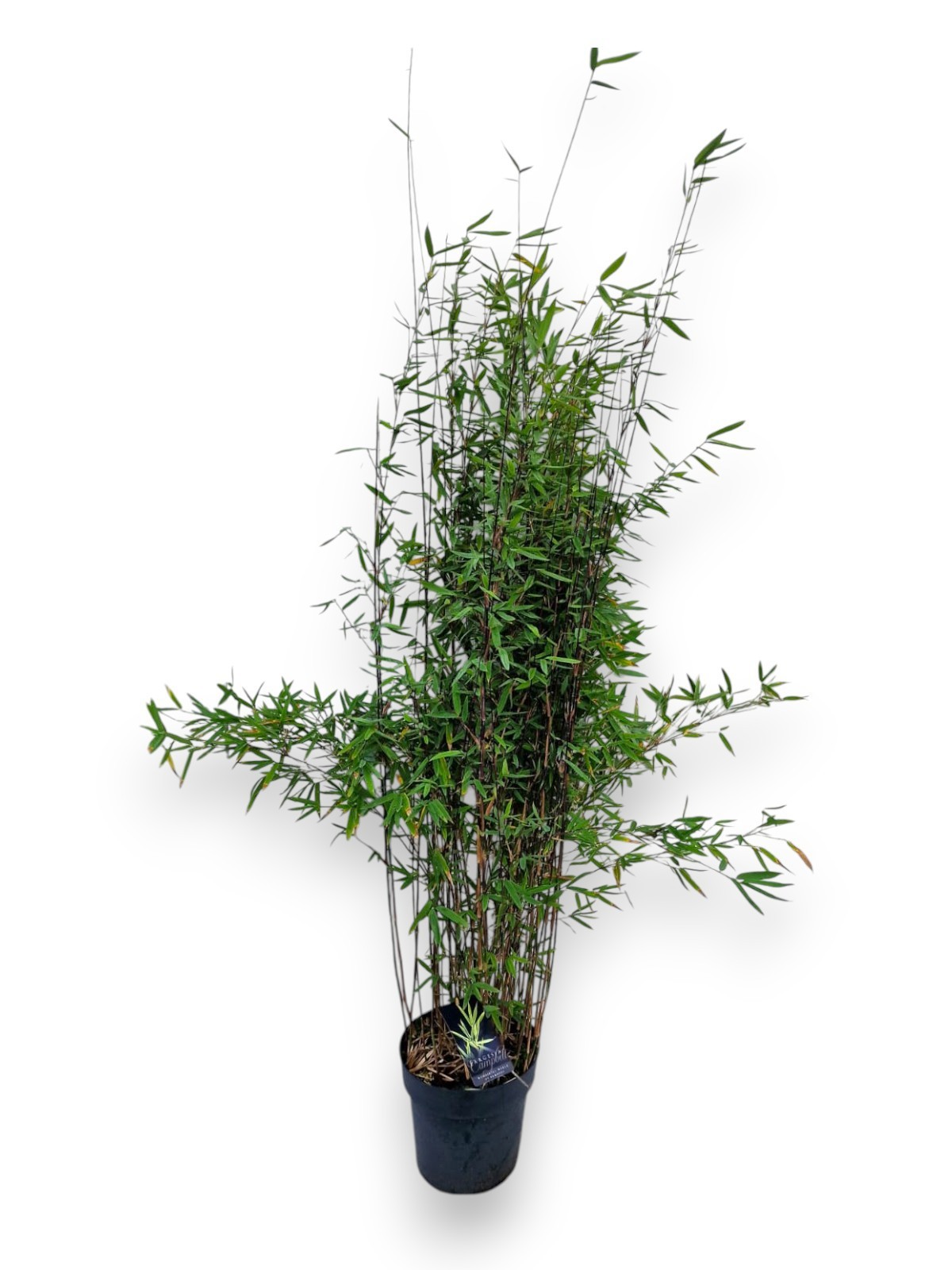 Fargesia nitida 'Black Pearl' C10/P27 - Niet-woekerende Bamboe, D 27