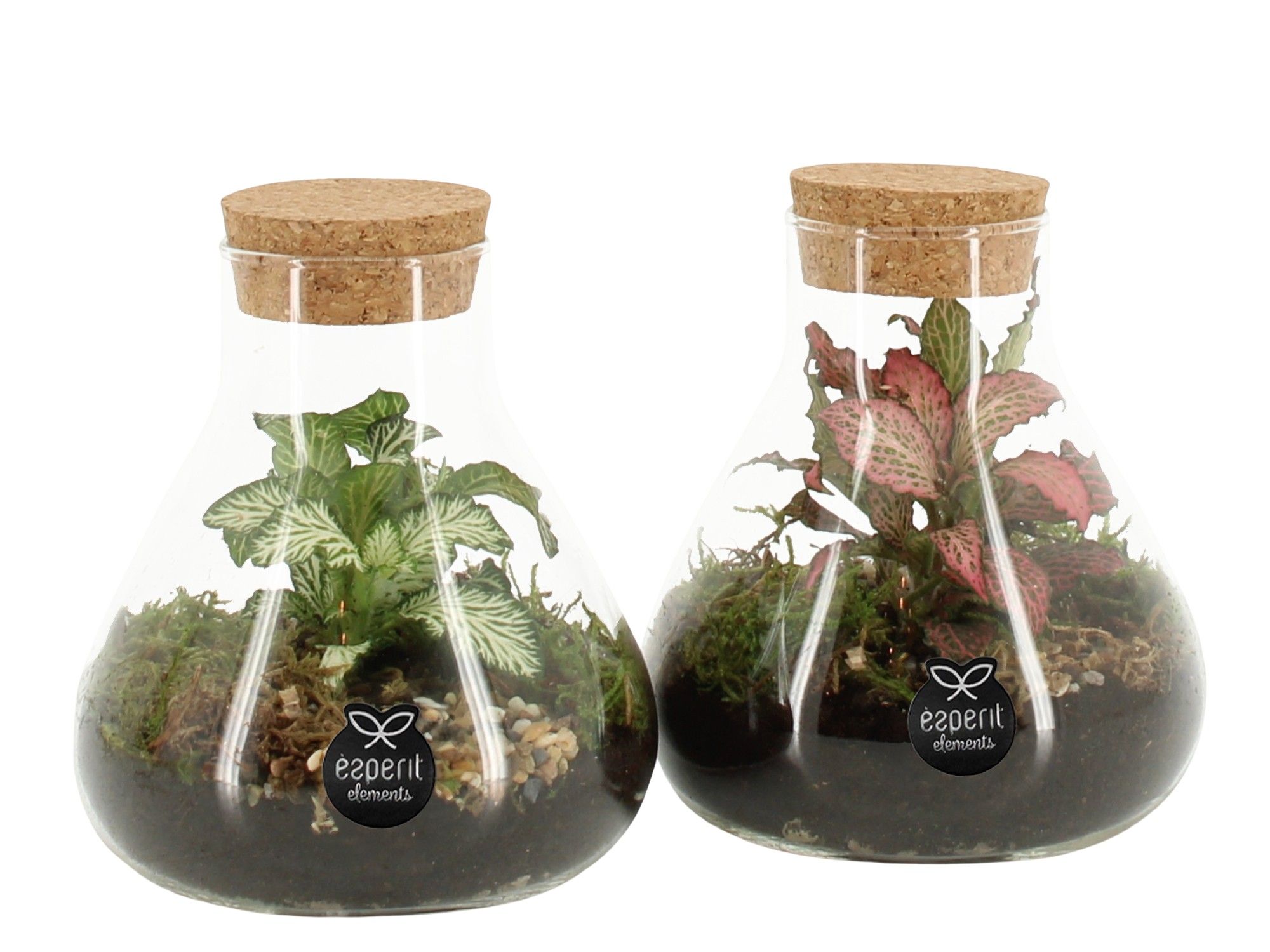 90468: Terrarium arrangement, D 10